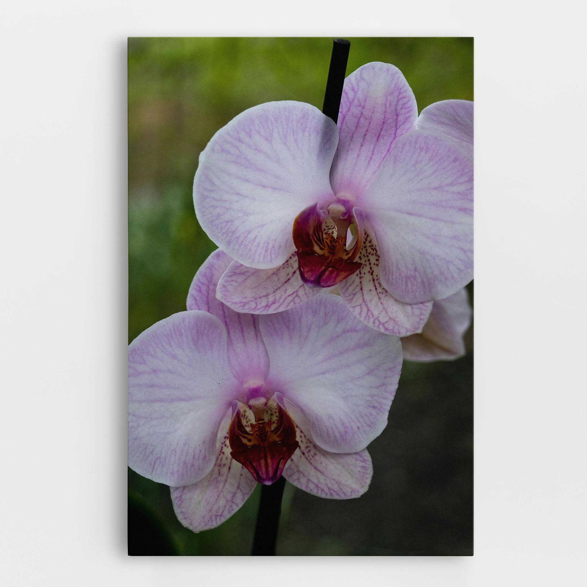 Tablou Canvas Garden Light Purple Orchid mockup 0