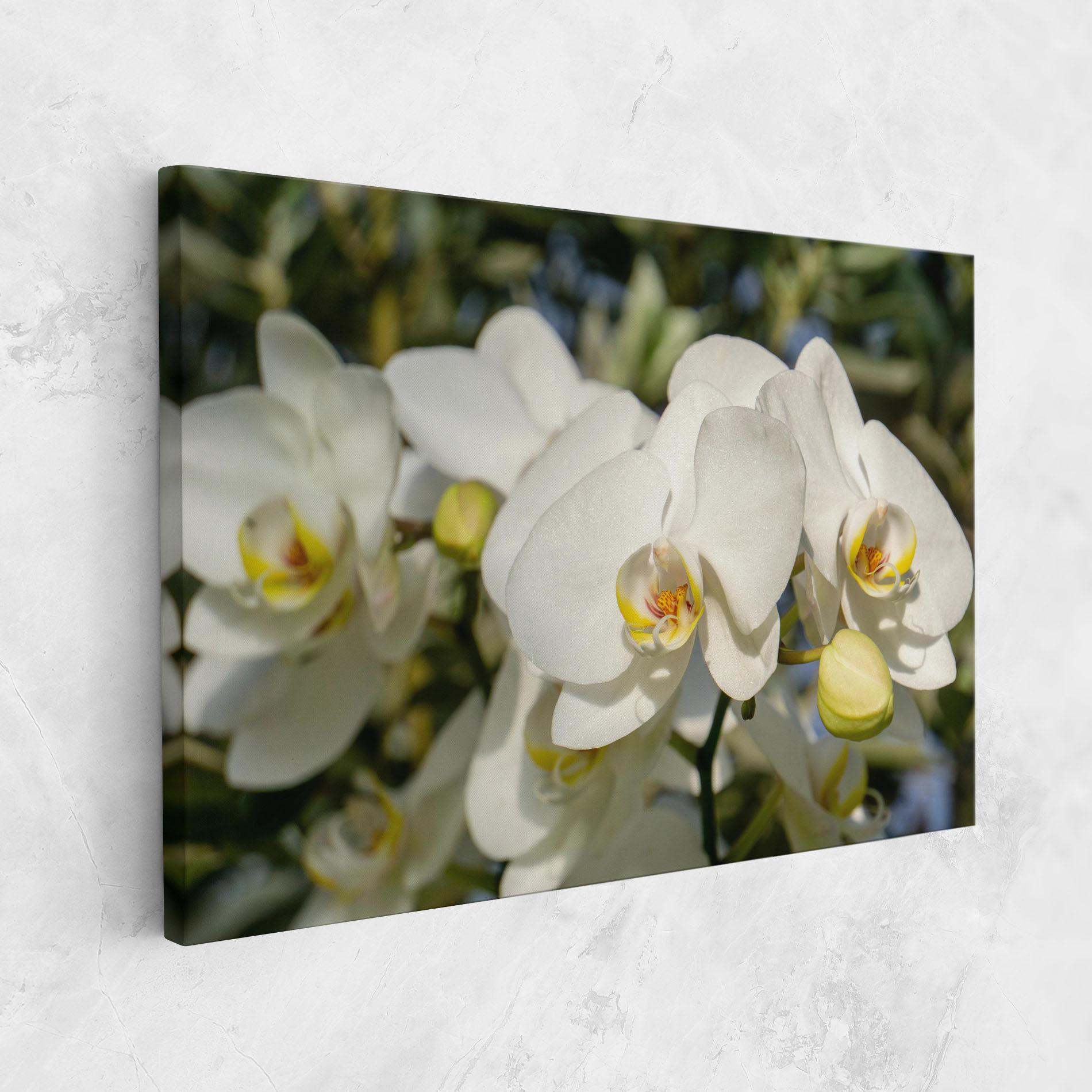 Tablou Canvas Big Orchids In Nature mockup 1