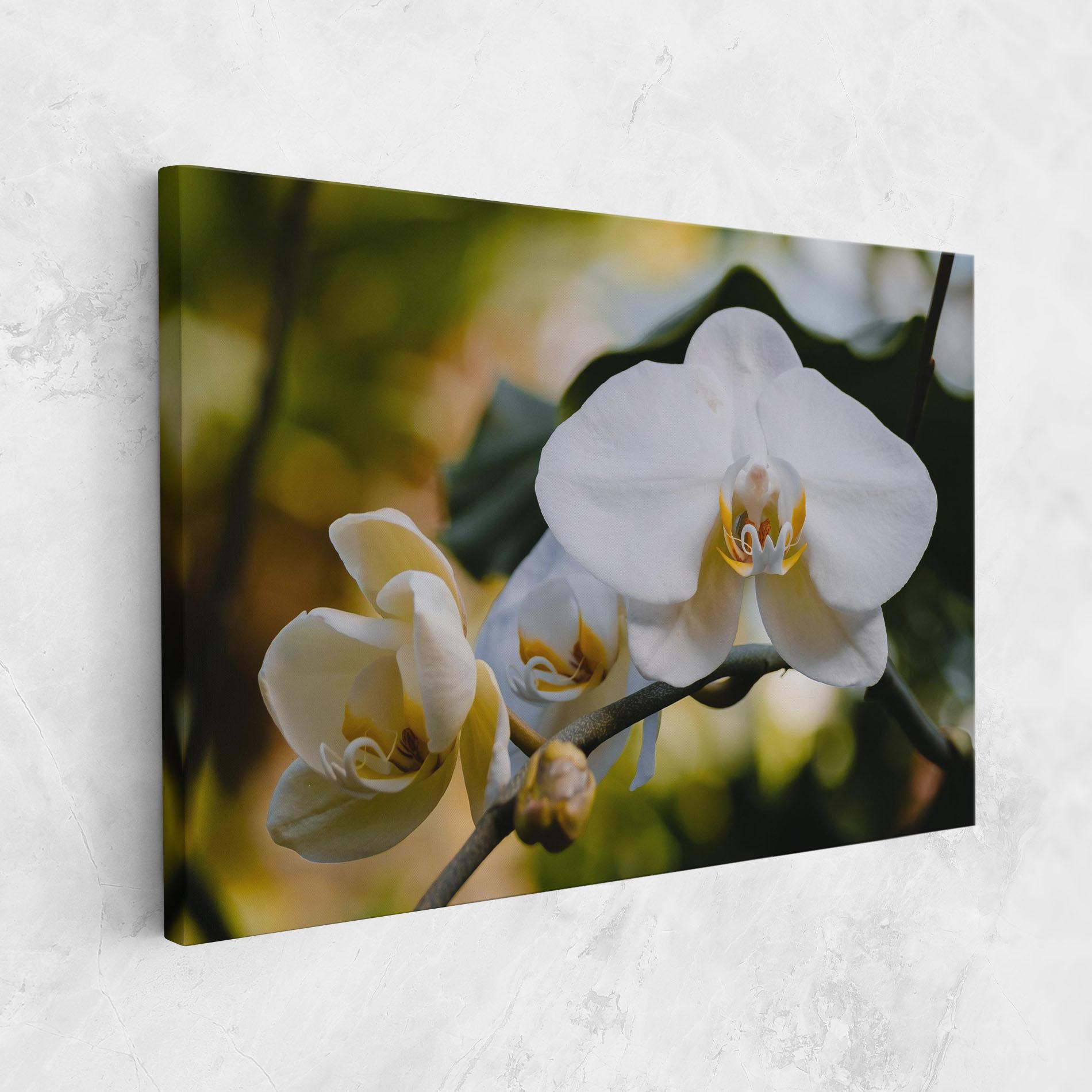 Tablou Canvas Cream Orchid In Nature mockup 1