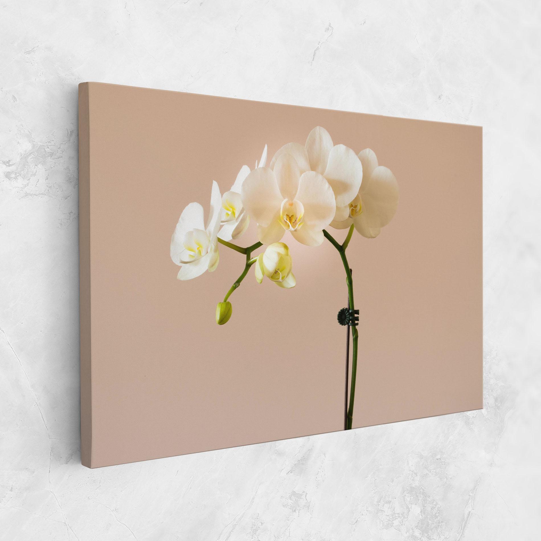 Tablou Canvas Cream Orchid On Pink mockup 1