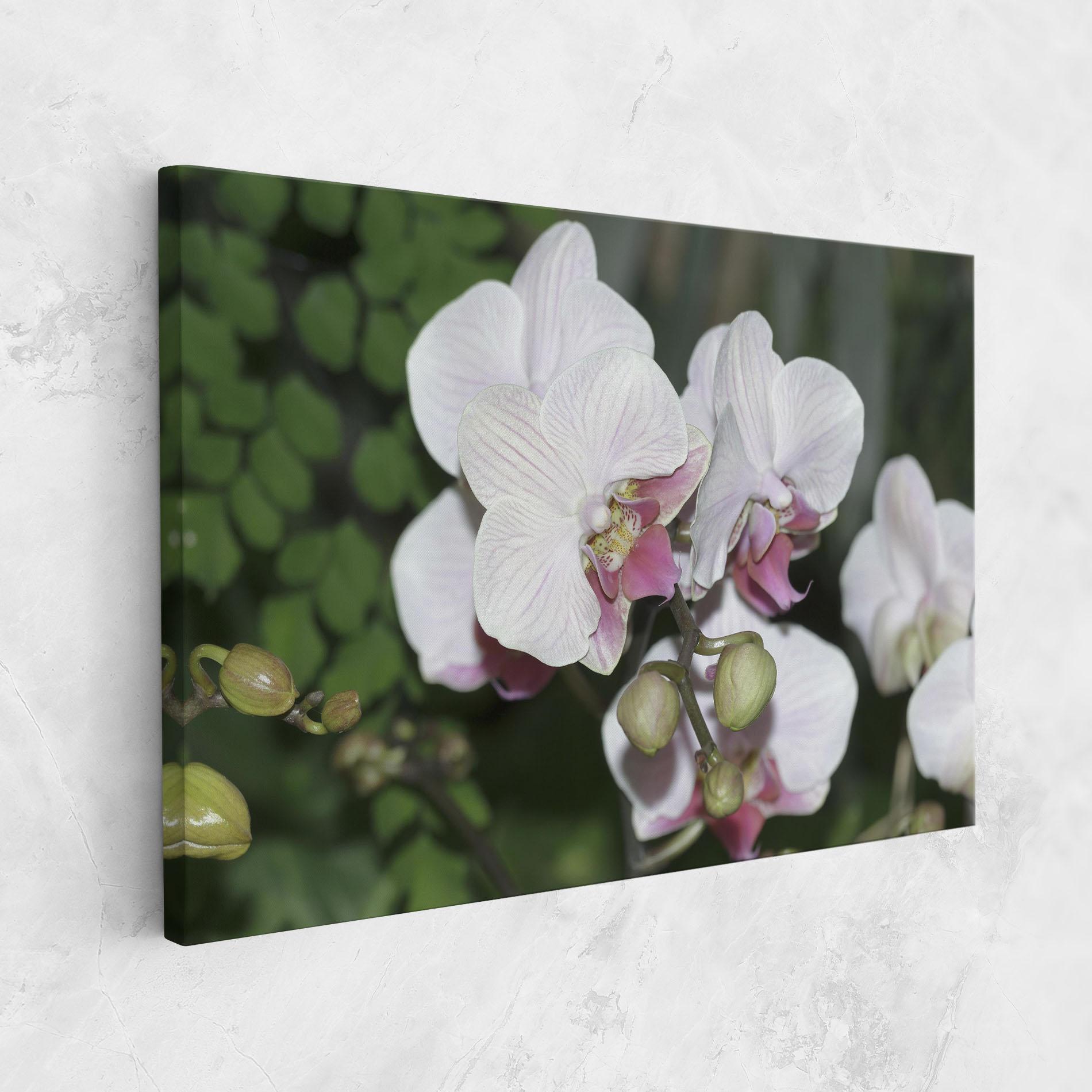 Tablou Canvas Orchid Botanical Garden mockup 1