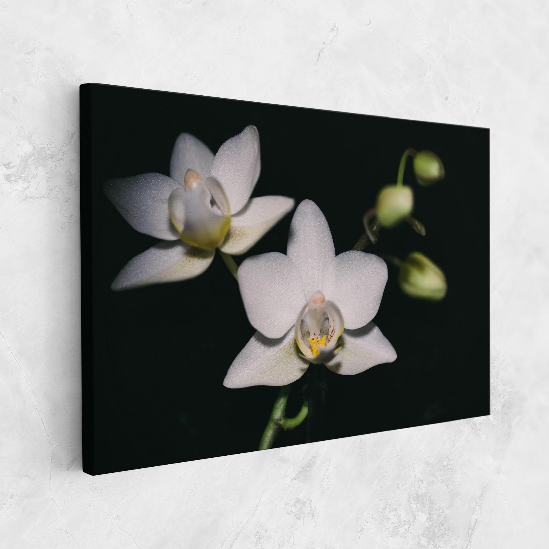 Tablou Canvas Orchids On Black mockup 1