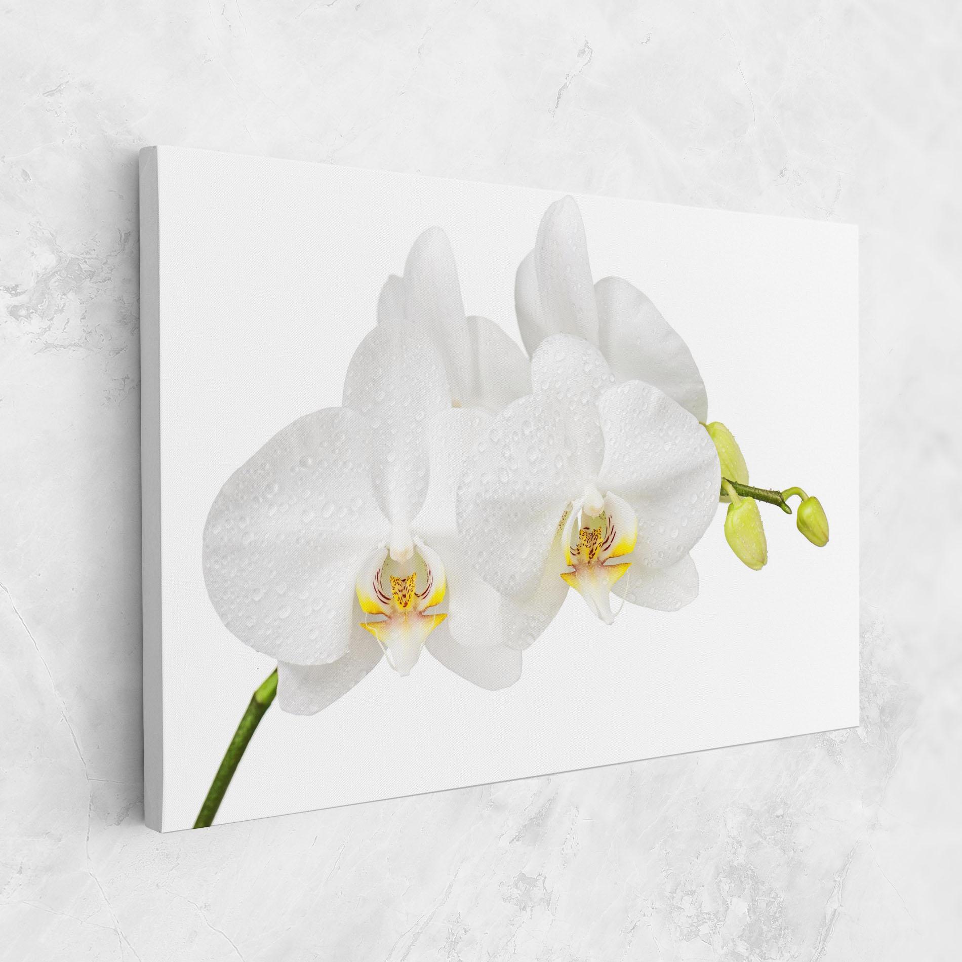 Tablou Canvas Orchids On White mockup 1