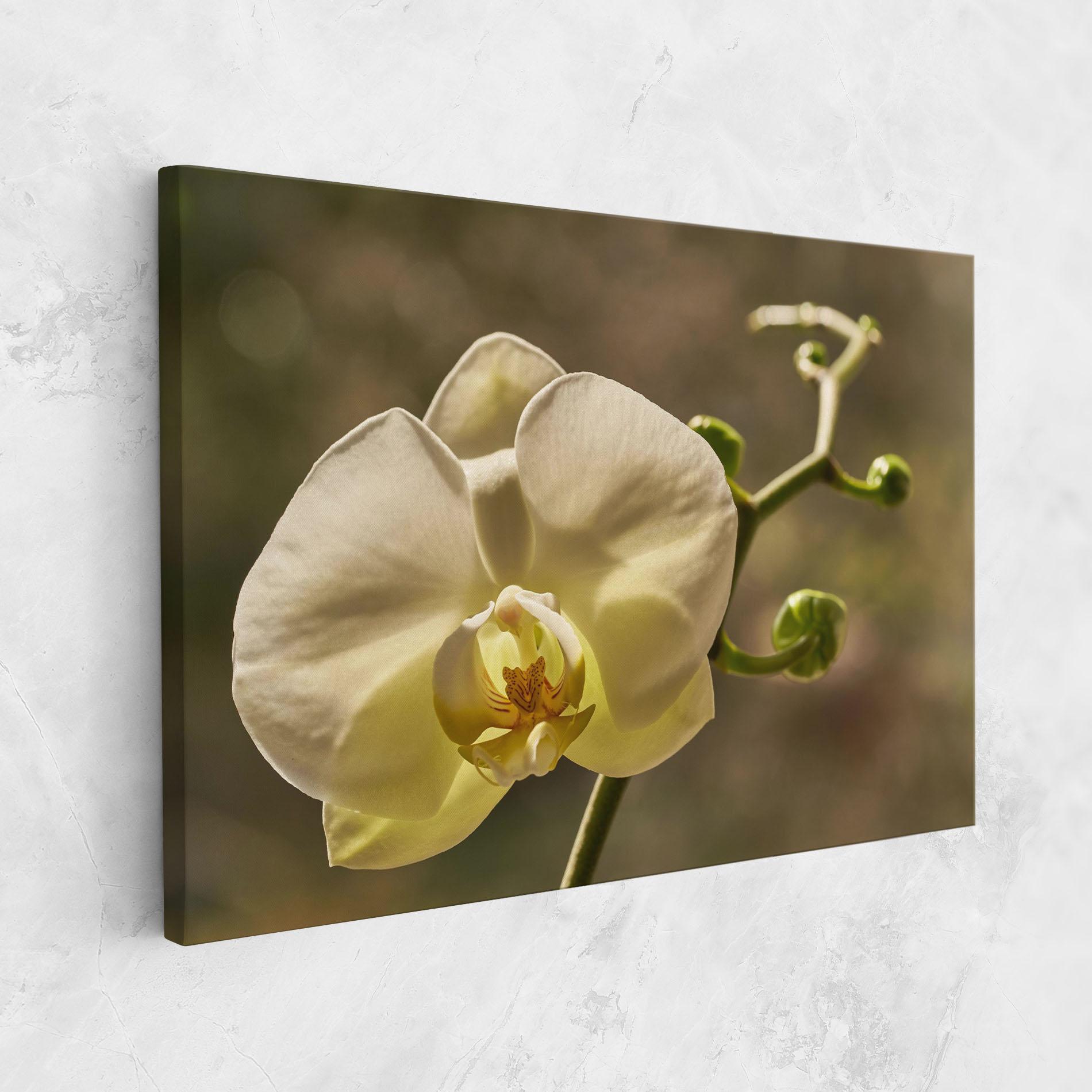 Tablou Canvas Pastel Yellow Orchid In Garden mockup 1