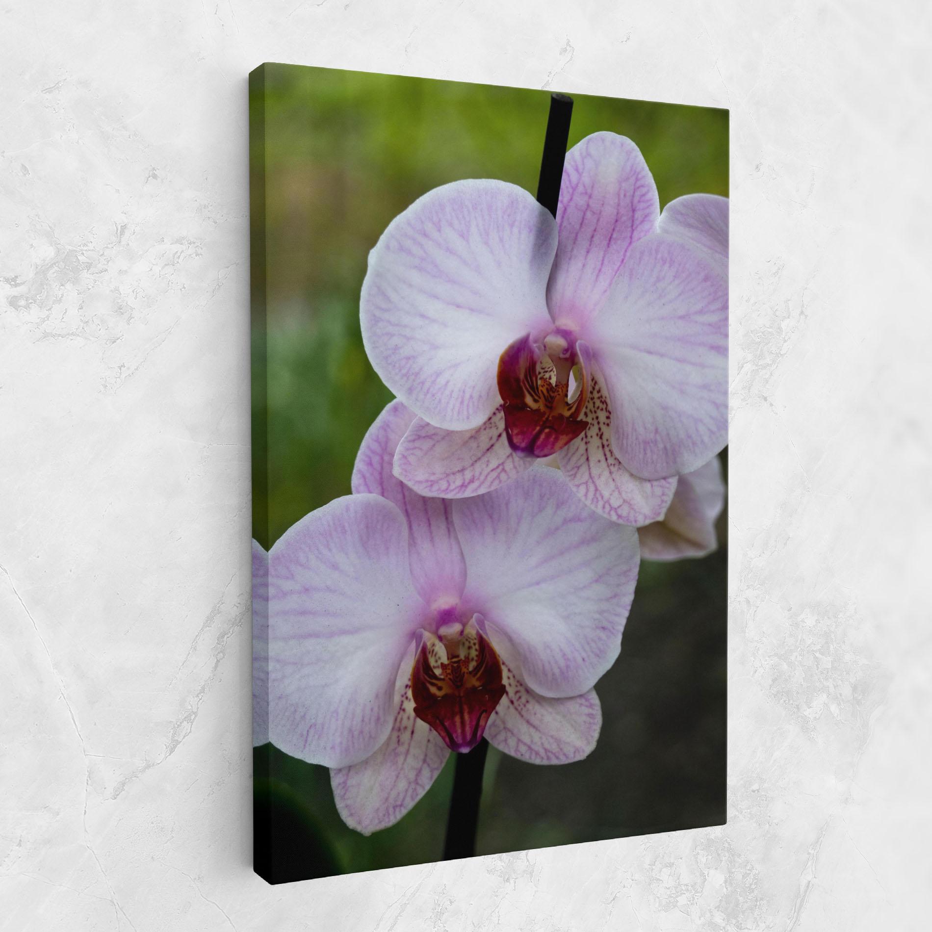 Tablou Canvas Garden Light Purple Orchid mockup 1