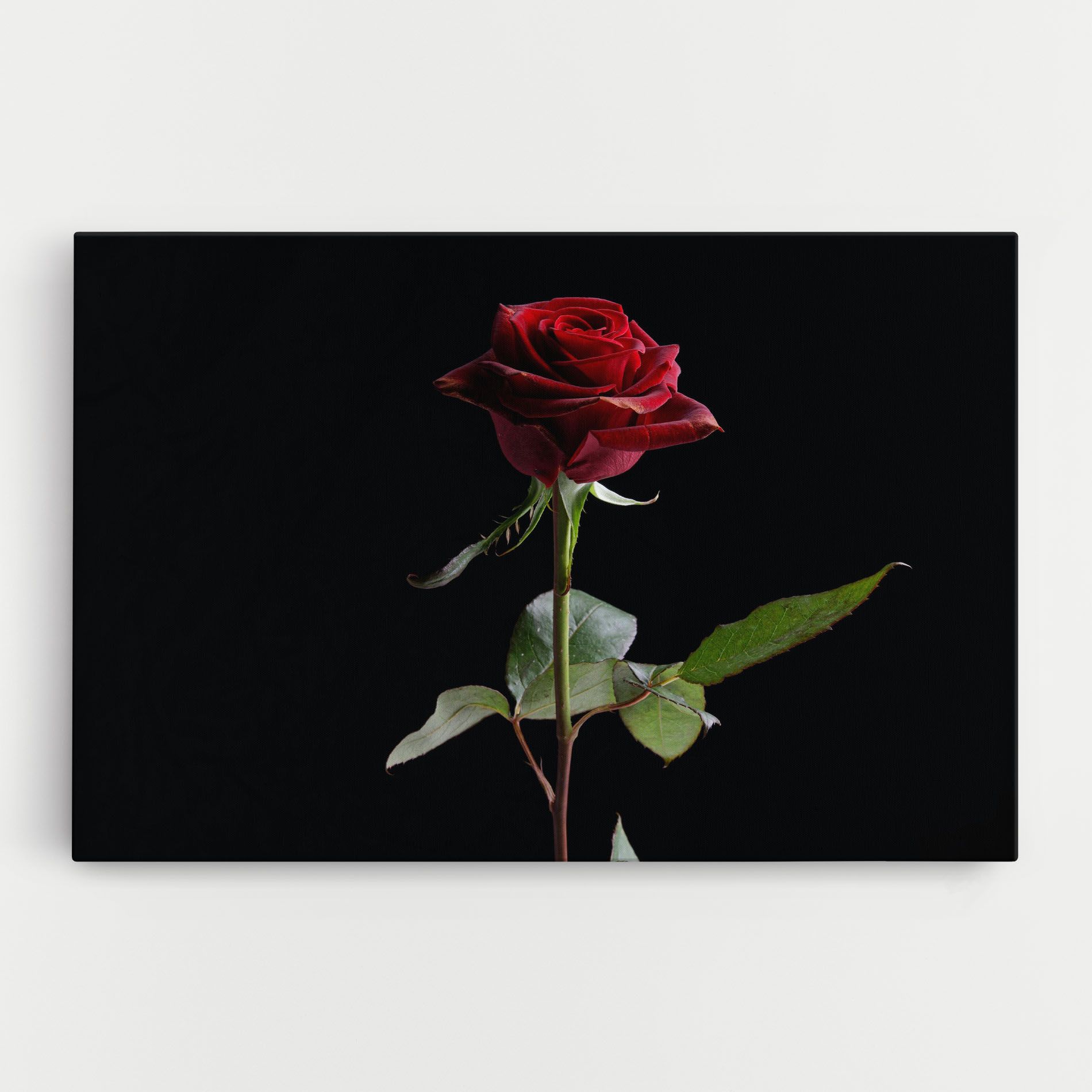 Beautiful Red Rose mockup 0