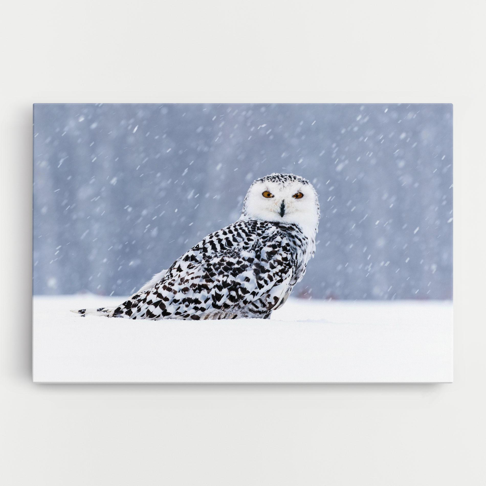 Tablou Canvas Snow Owl mockup 0