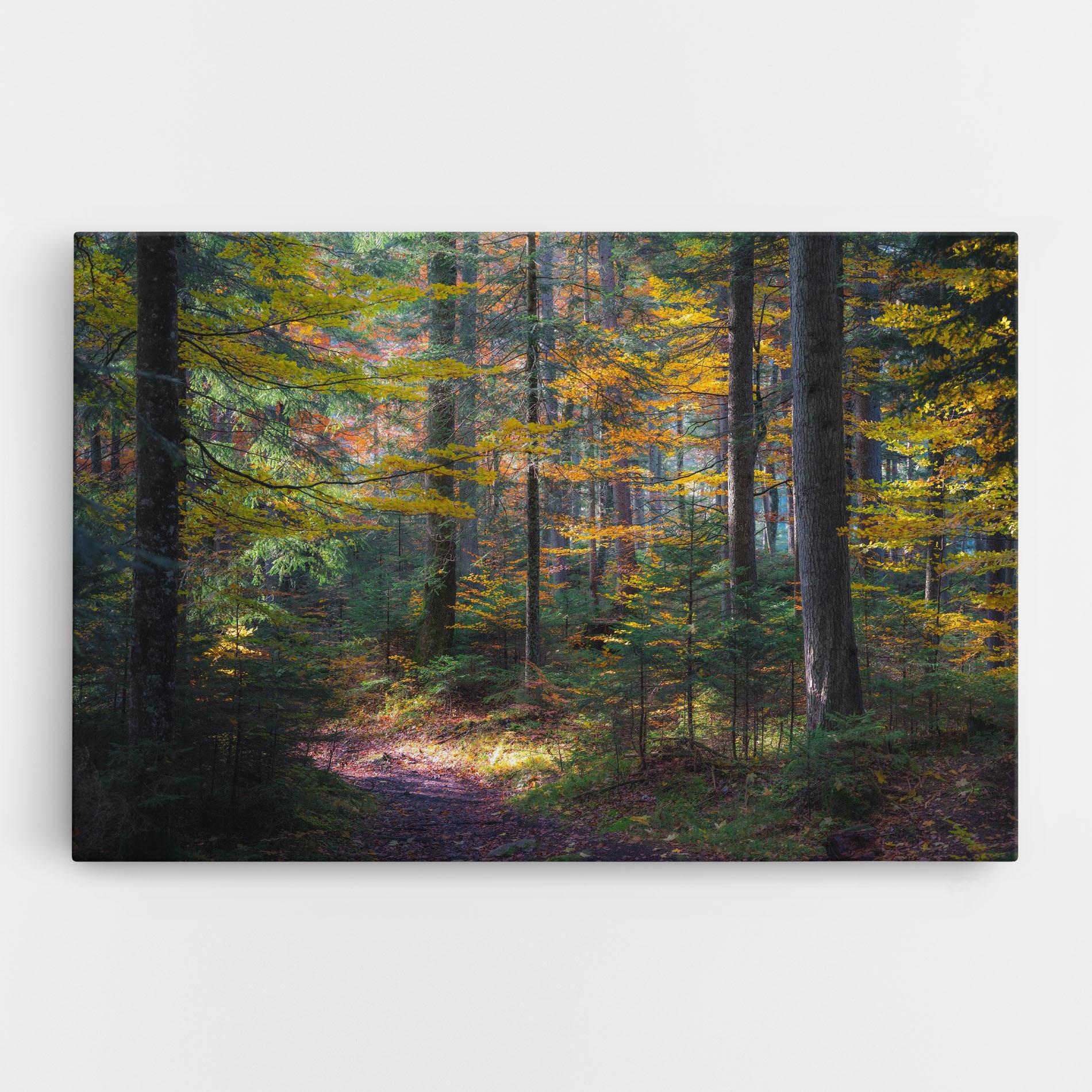 Tablou Canvas Dreamy Path Dorest mockup 0