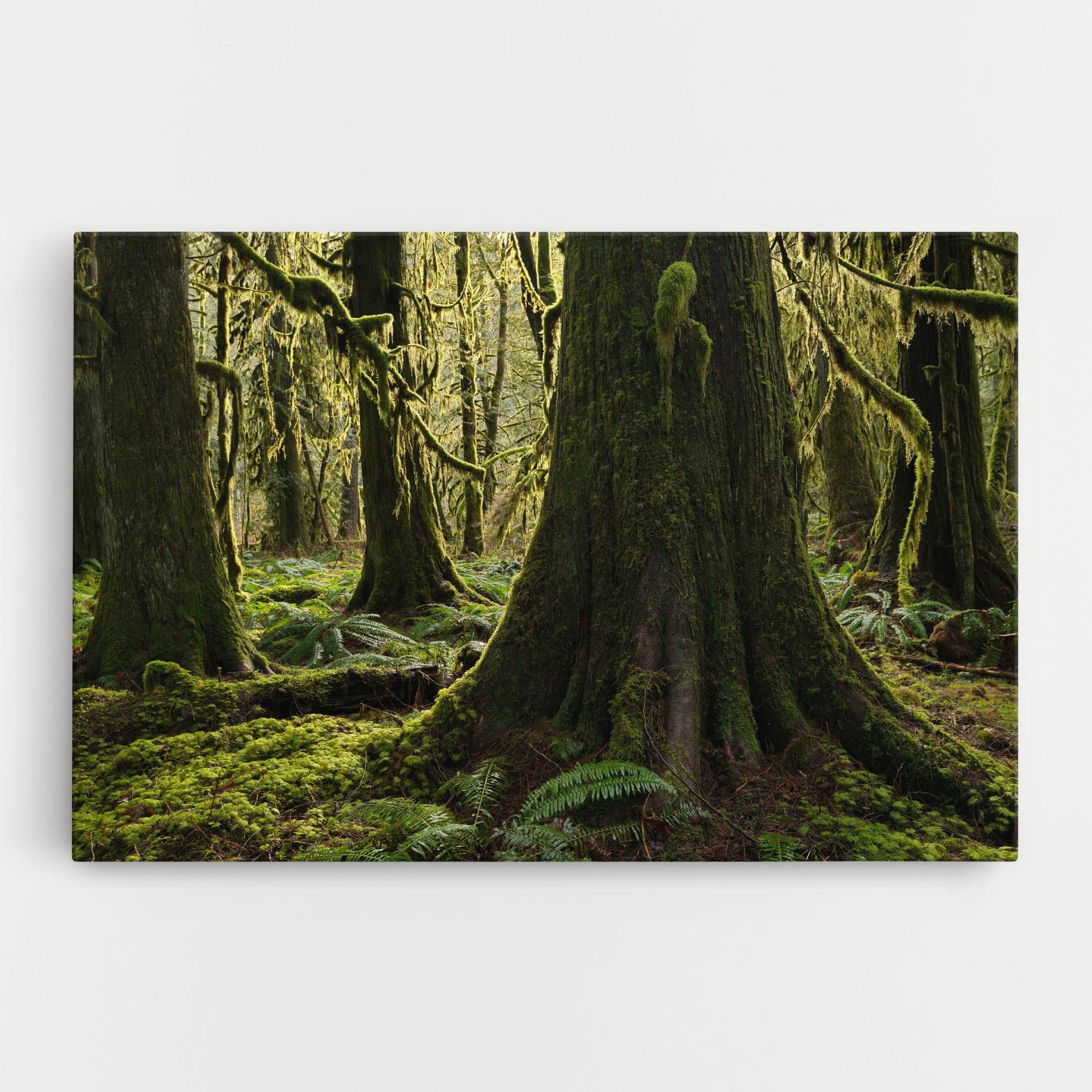 Tablou Canvas Green Moss Forest mockup 0
