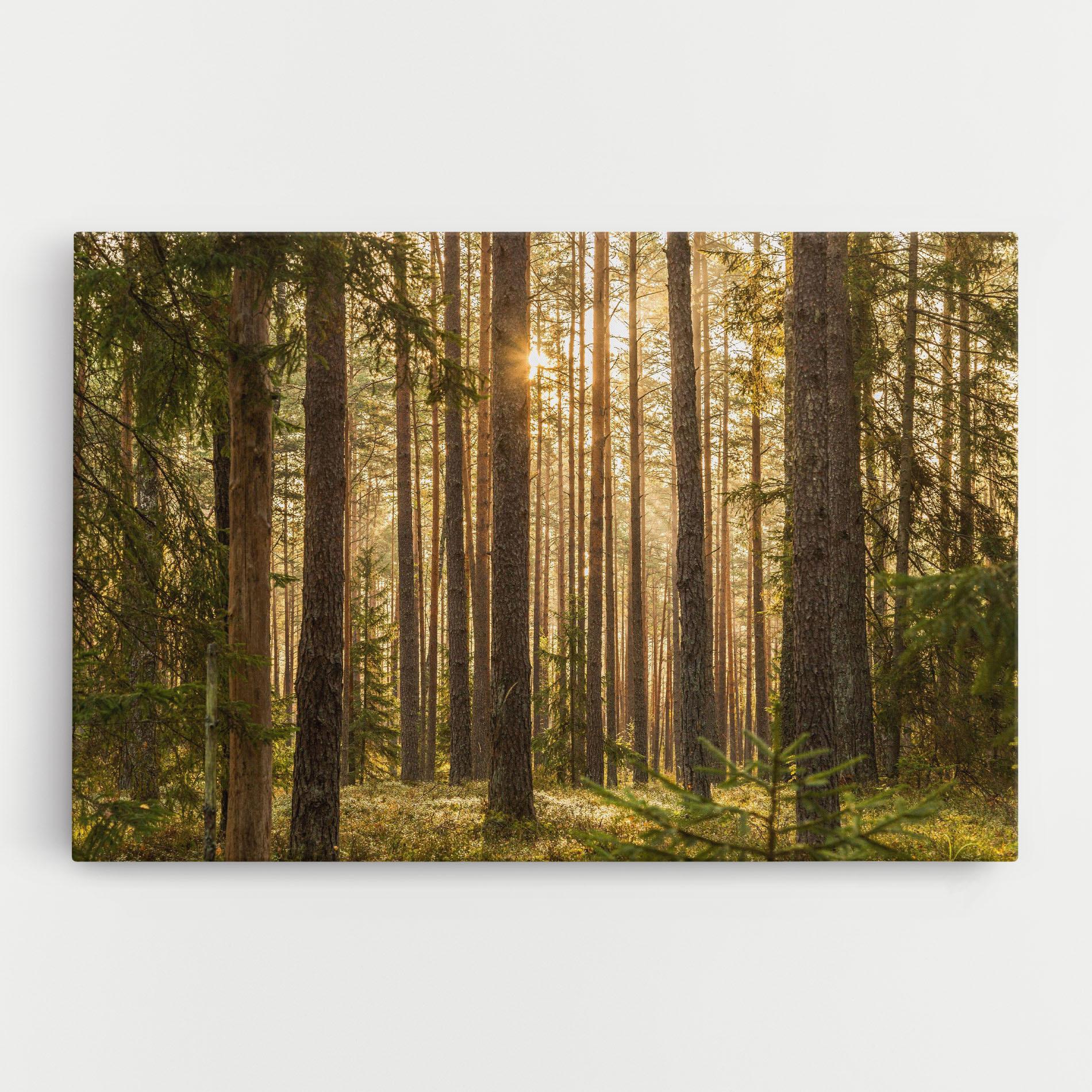 Tablou Canvas Sunrise Forest mockup 0