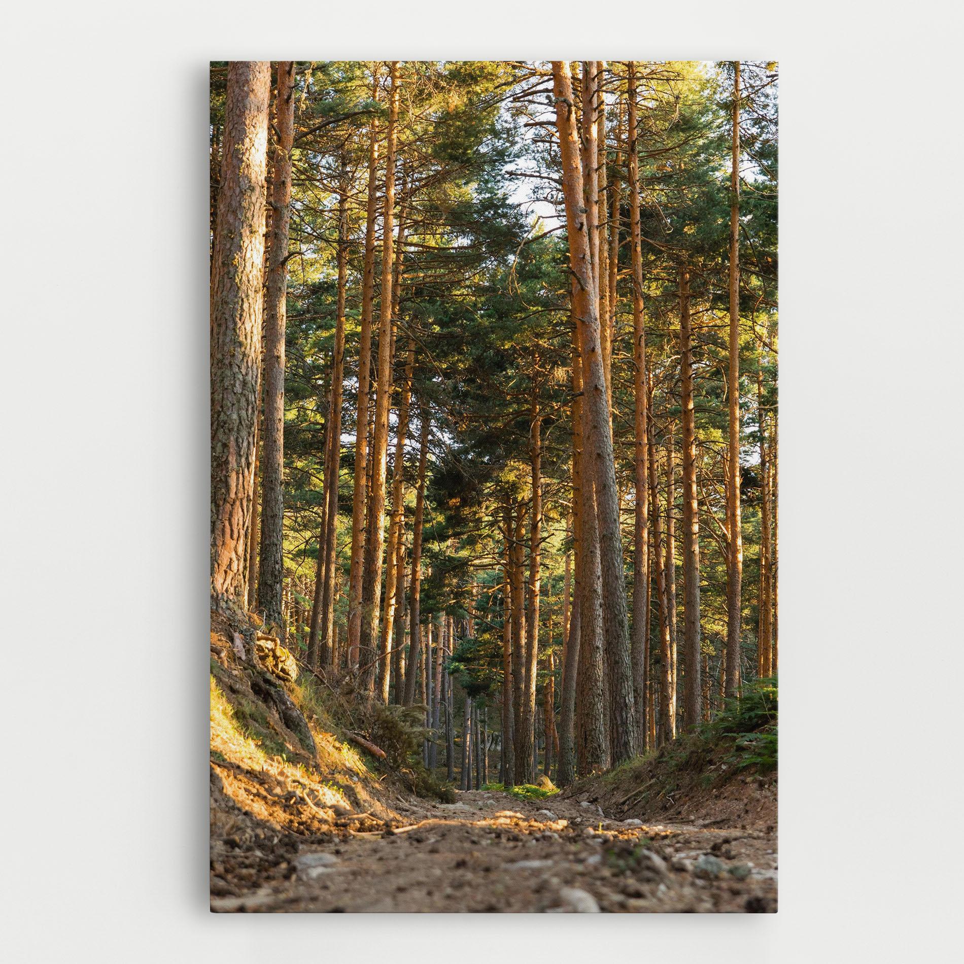 Tablou Canvas Big Trees Forest mockup 0
