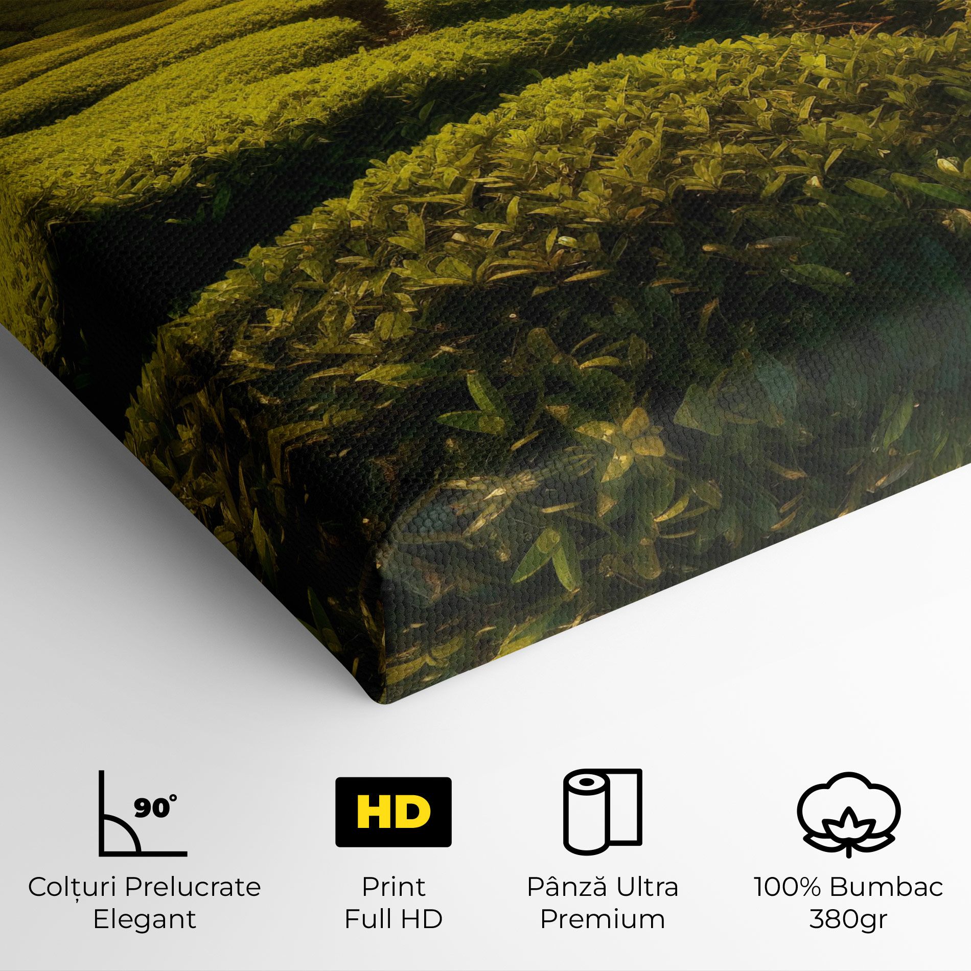 Tea Fields mockup 4