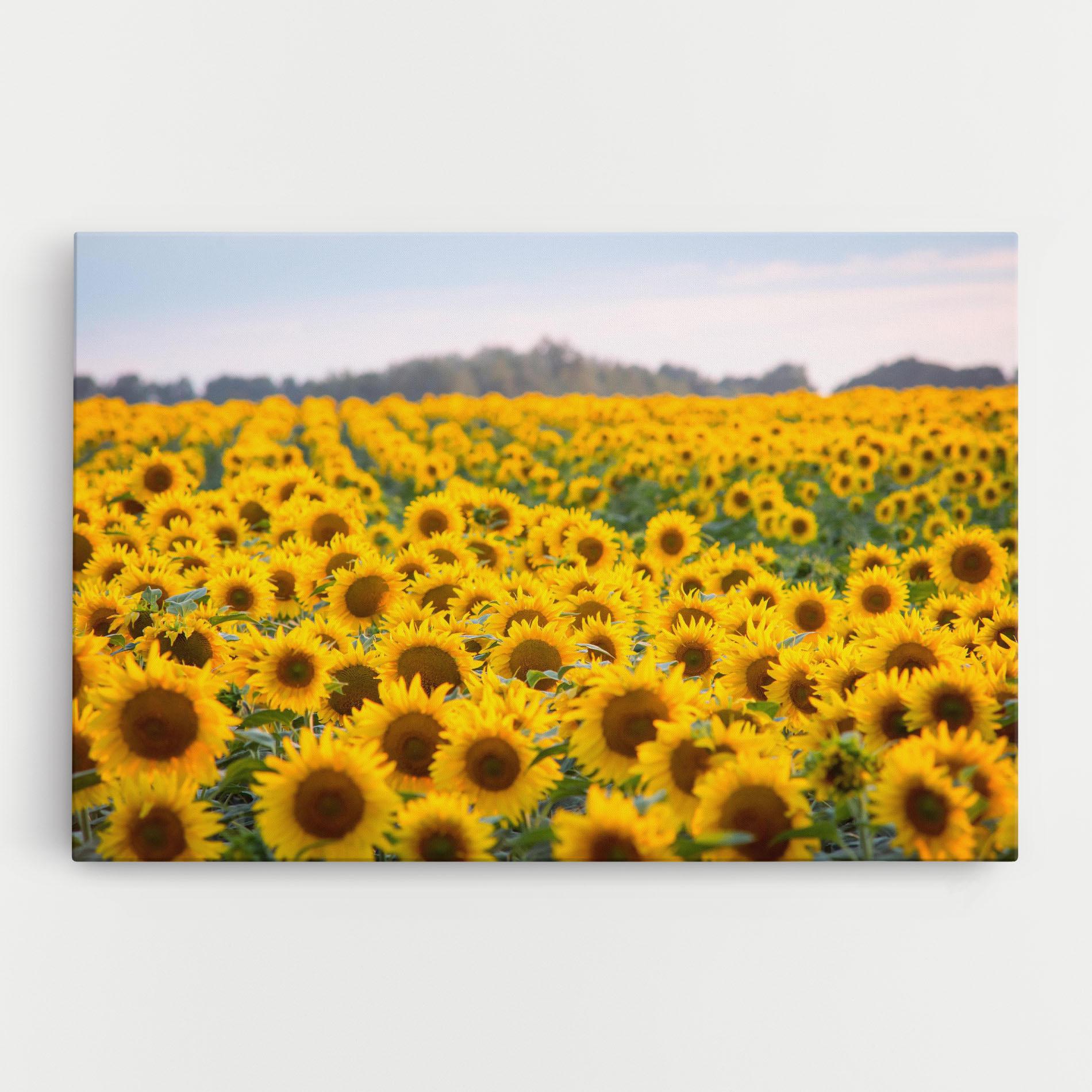 Tablou Canvas Blooming Sunflowers mockup 0