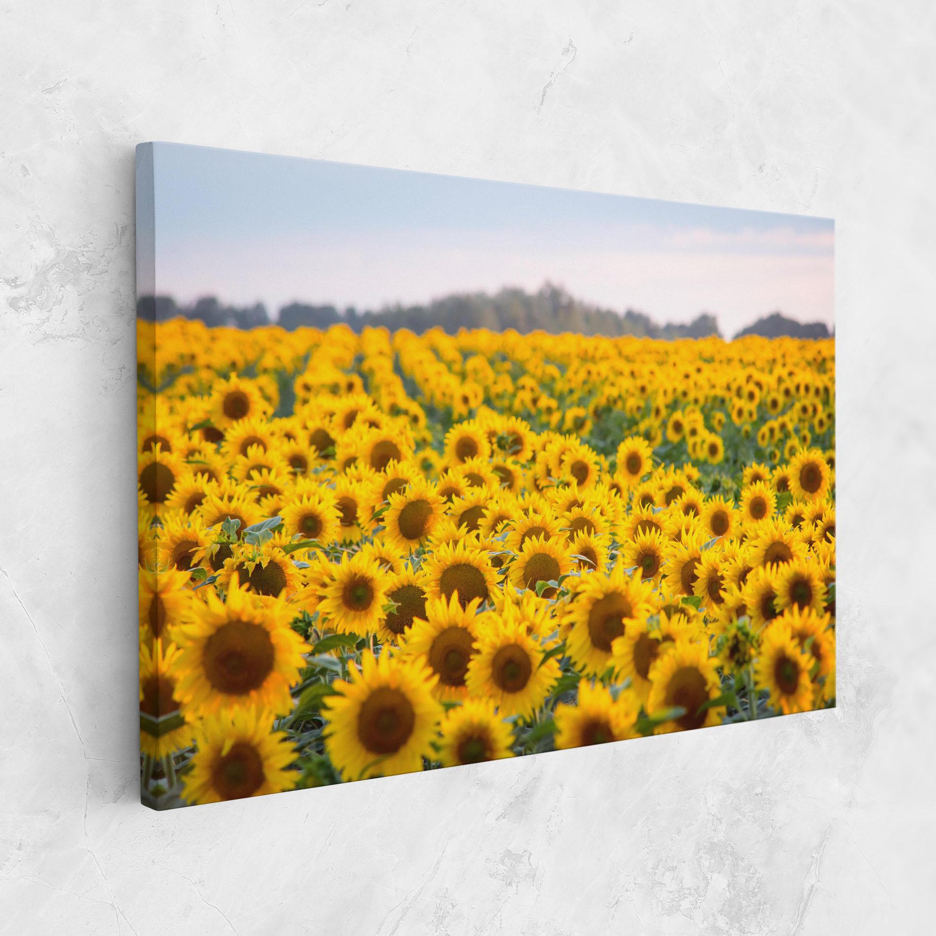 Tablou Canvas Blooming Sunflowers mockup 1