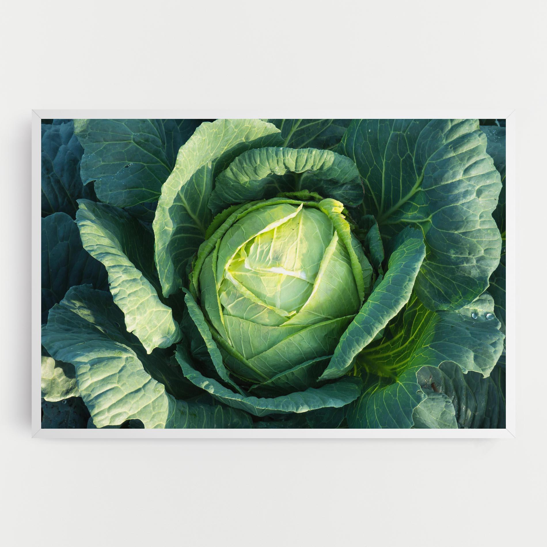 Tablou Canvas Green Lettuce mockup 0
