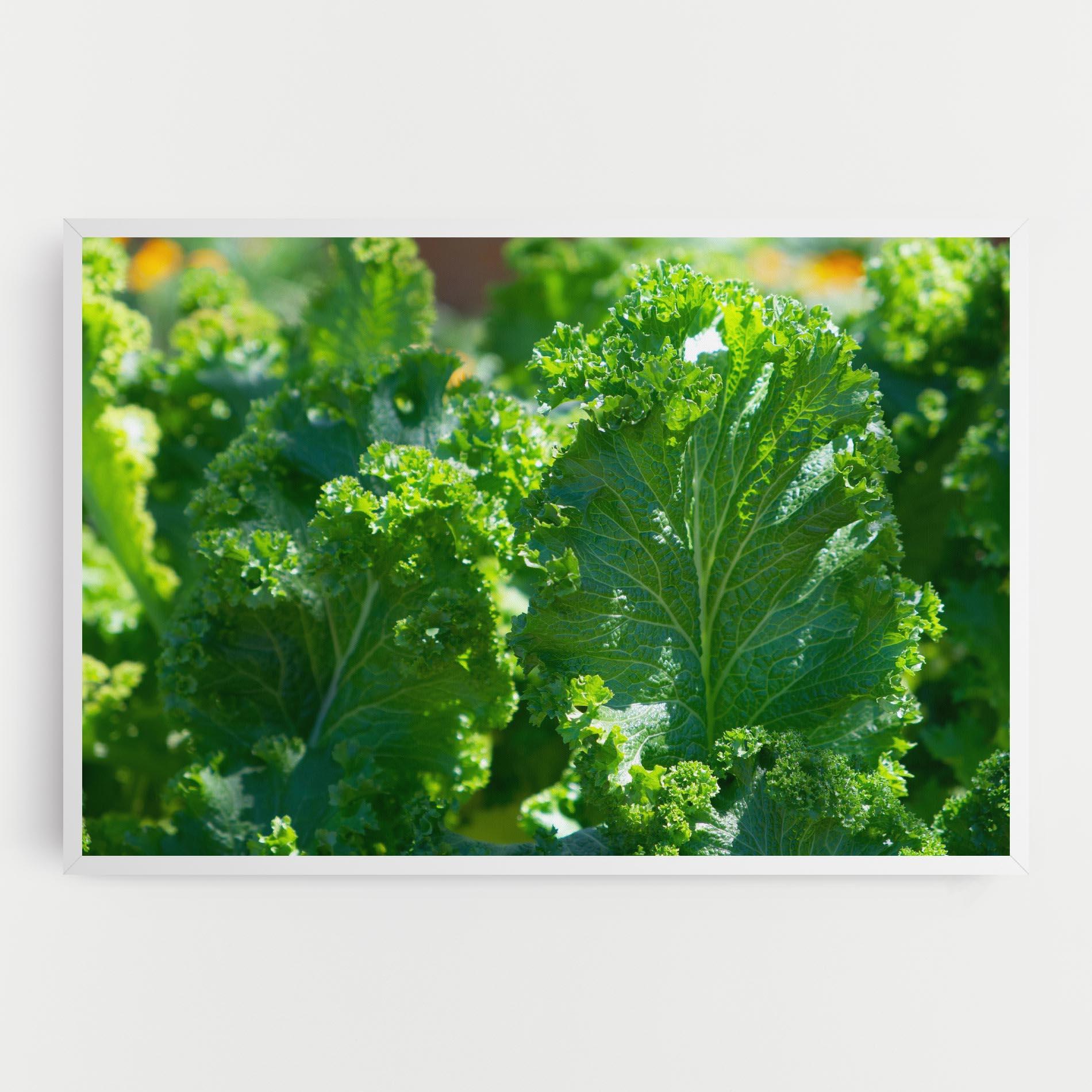 Tablou Canvas Lettuce View mockup 0
