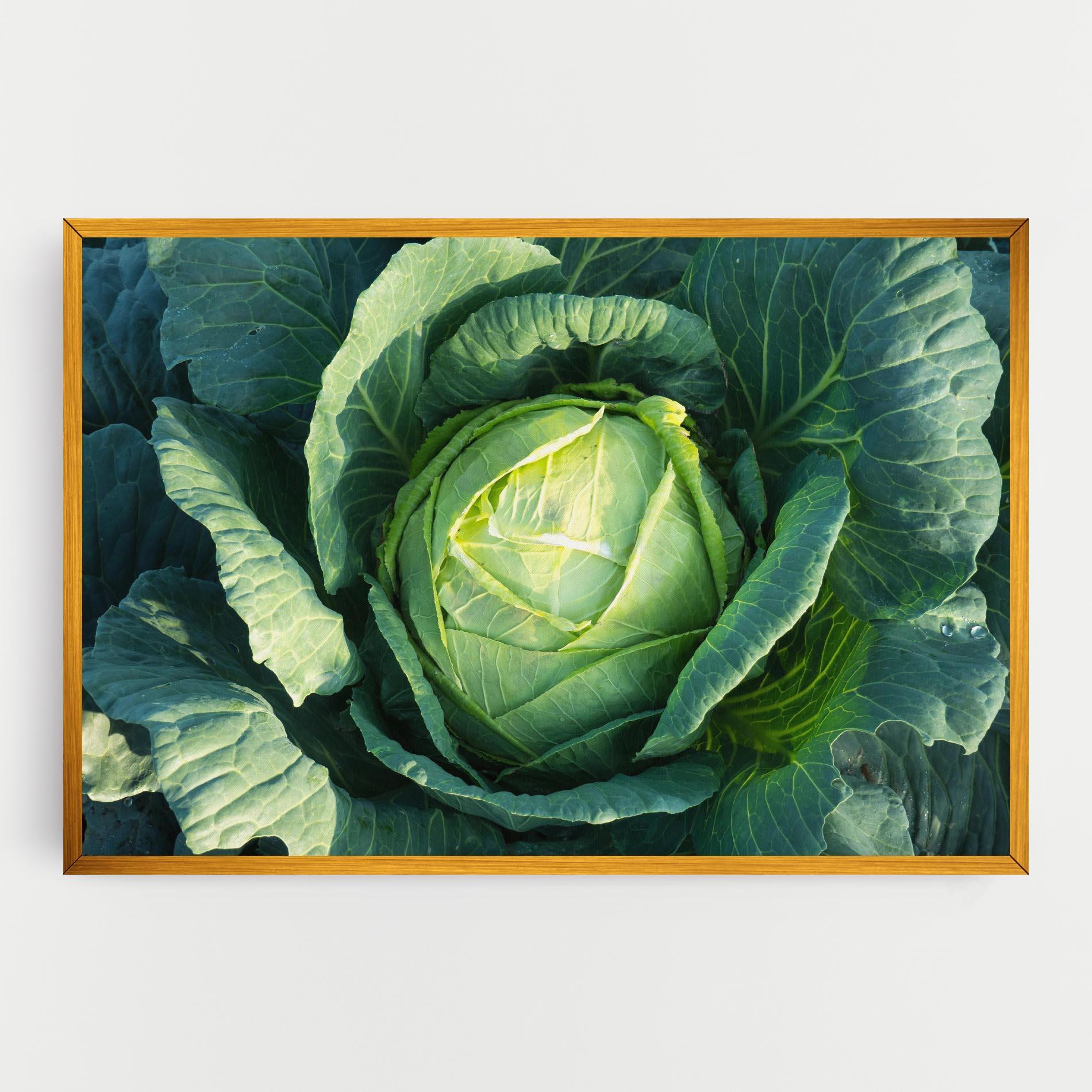 Tablou Canvas Green Lettuce mockup 0