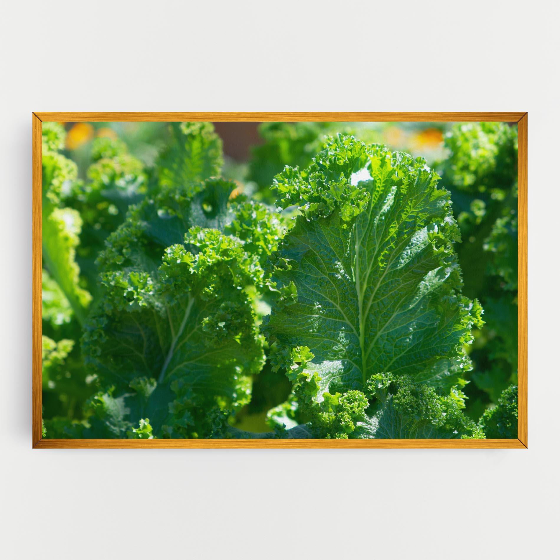 Tablou Canvas Lettuce View mockup 0