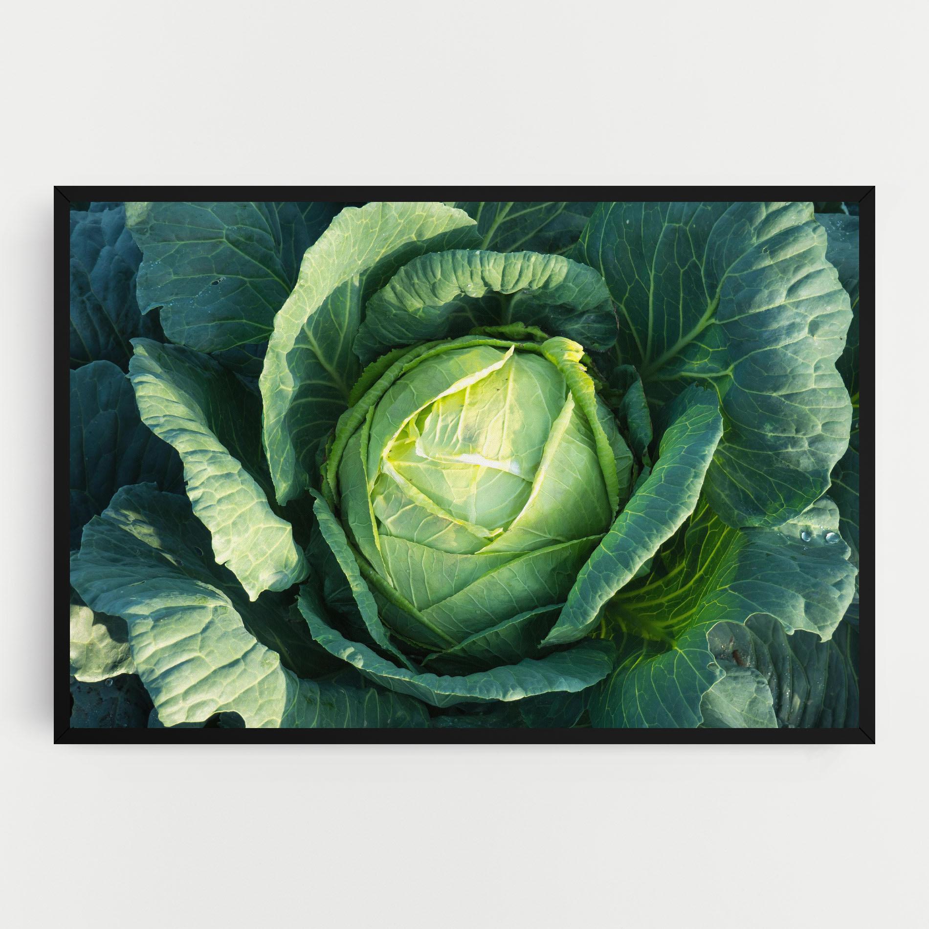 Tablou Canvas Green Lettuce mockup 0