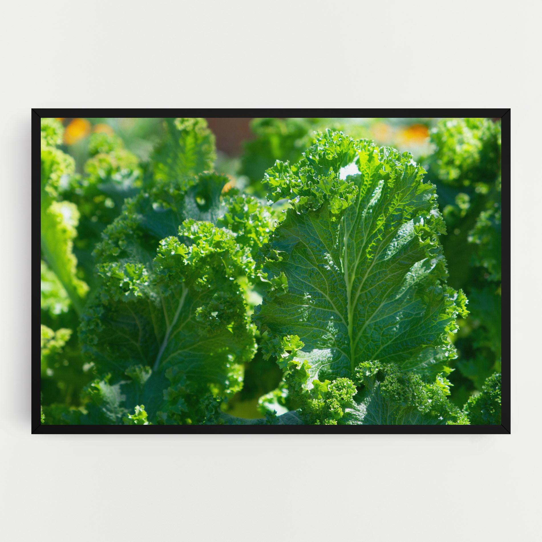 Tablou Canvas Lettuce View mockup 0