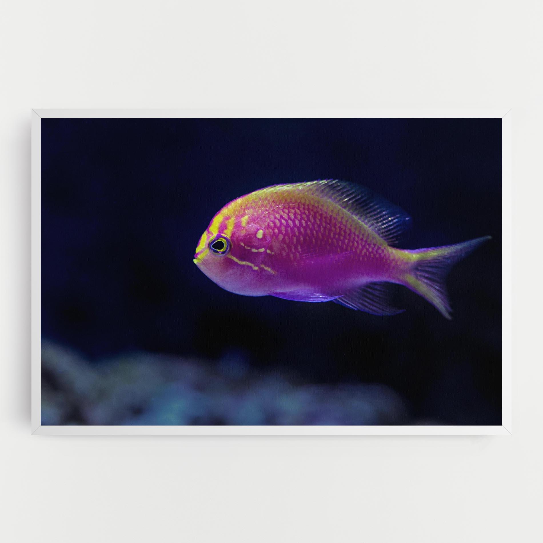 Tablou Canvas Angry Pink Fish mockup 0