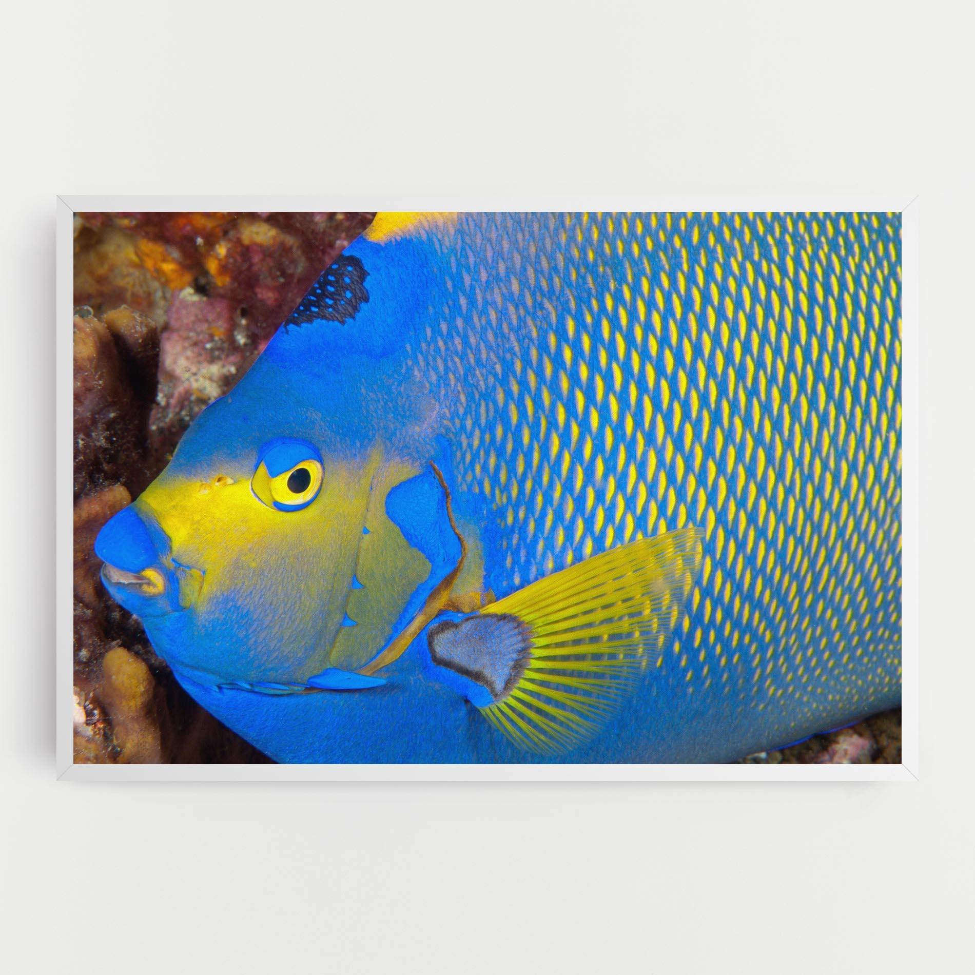 Tablou Canvas Blue Yellow Fish mockup 0