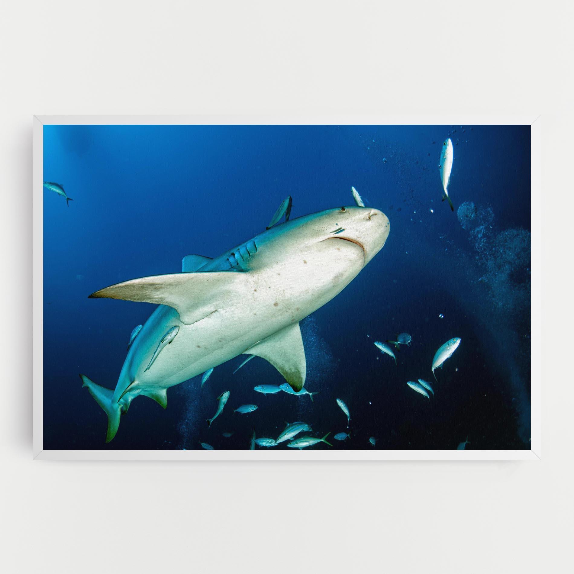 Tablou Canvas Bull Shark mockup 0