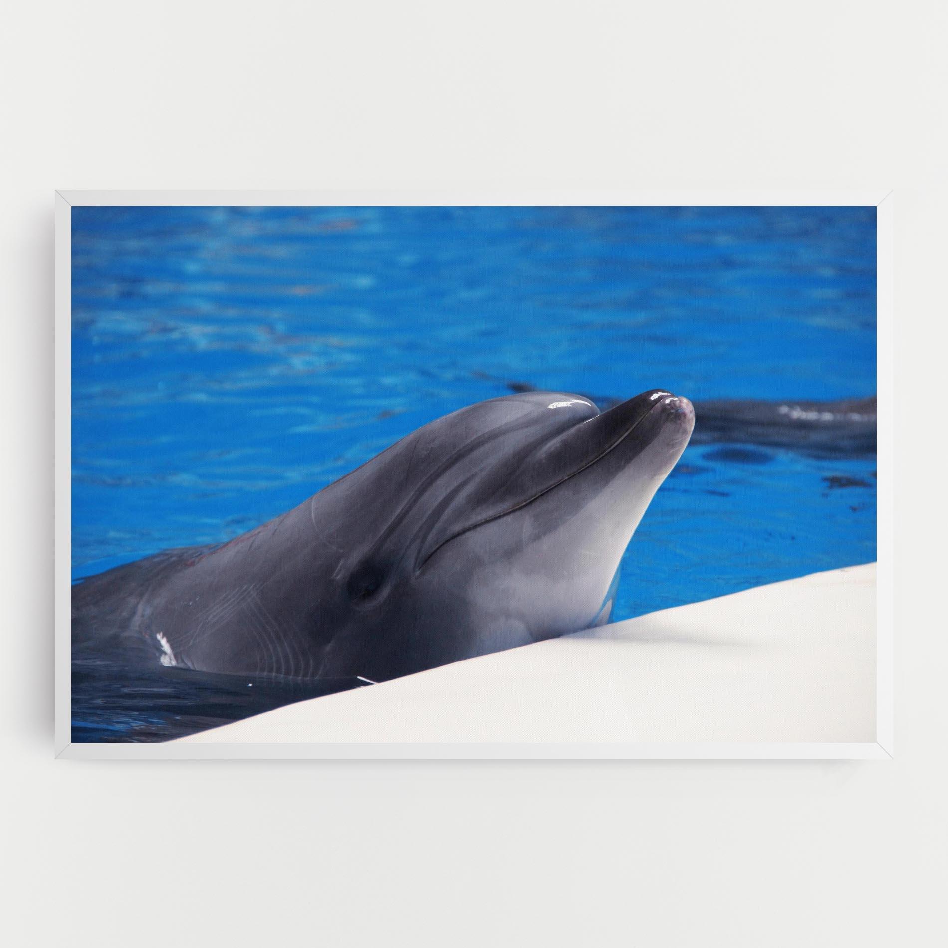 Tablou Canvas Cute Dolphin mockup 0