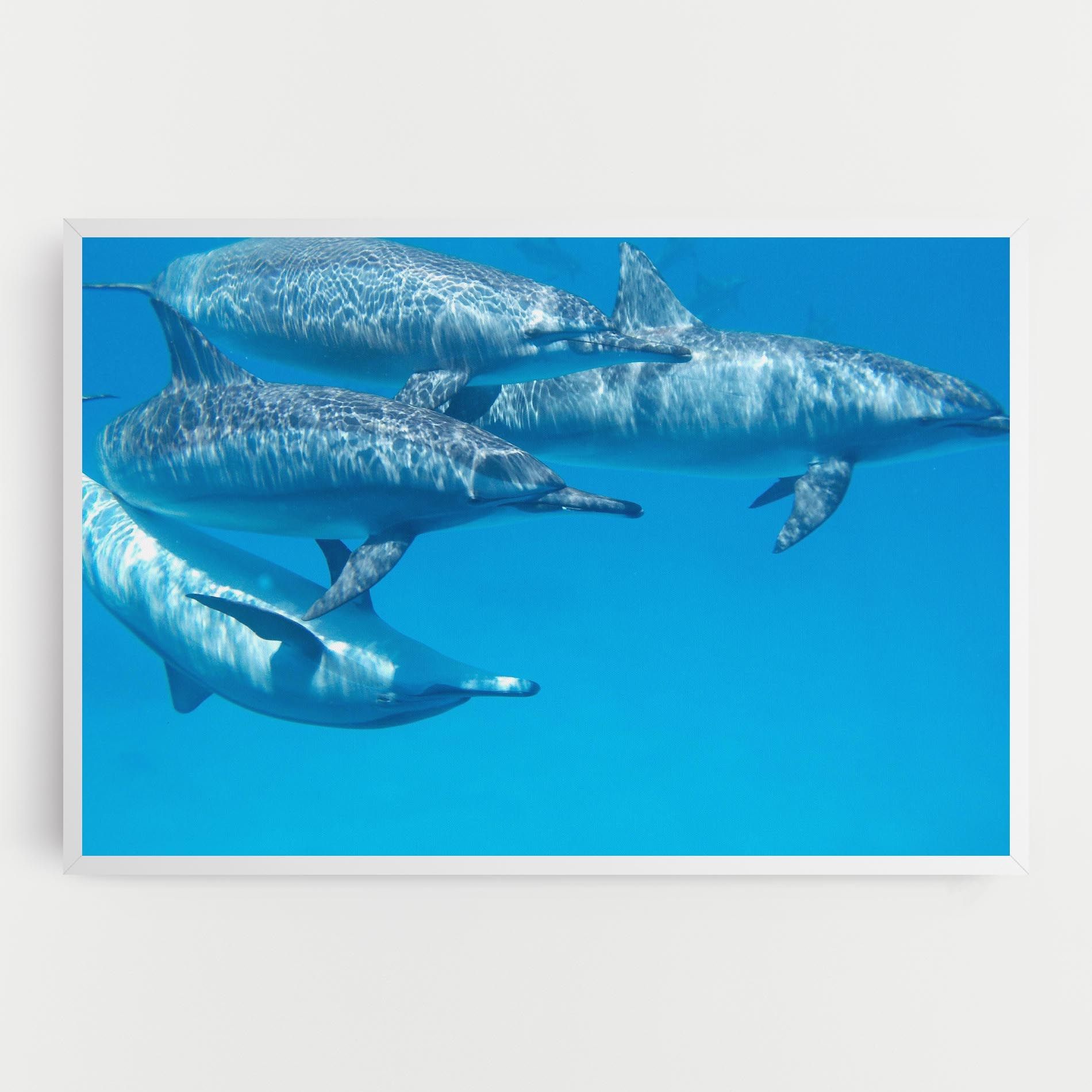 Family Of Dolphins mockup 0
