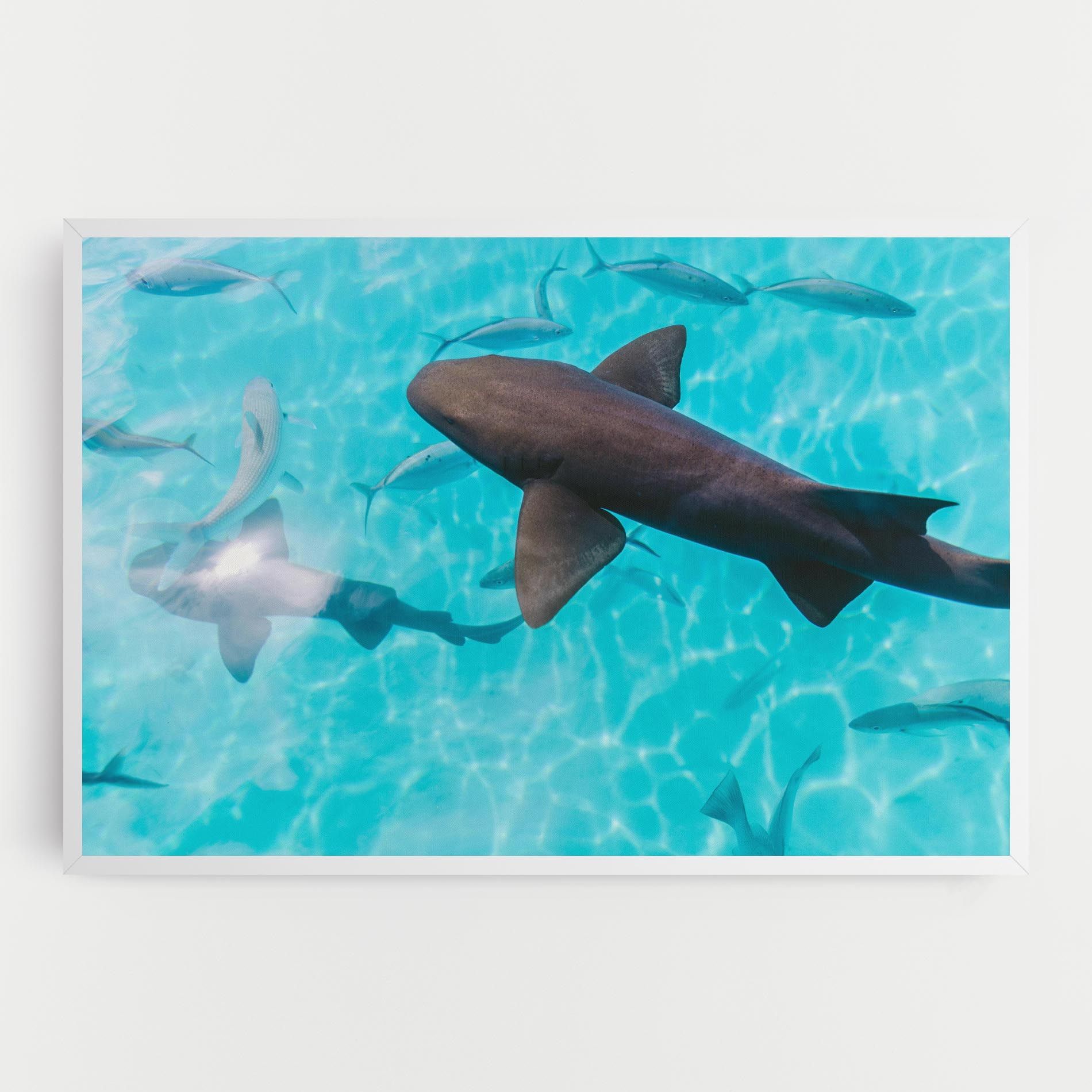 Pretty Shark mockup 0