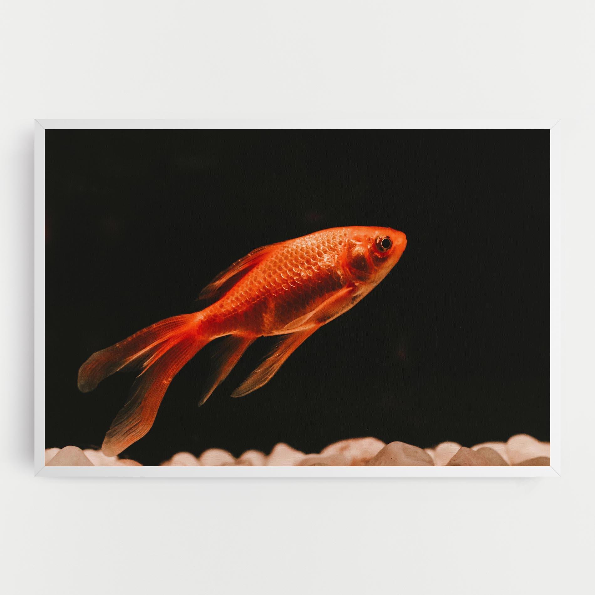 Tablou Canvas Small Orange Fish mockup 0