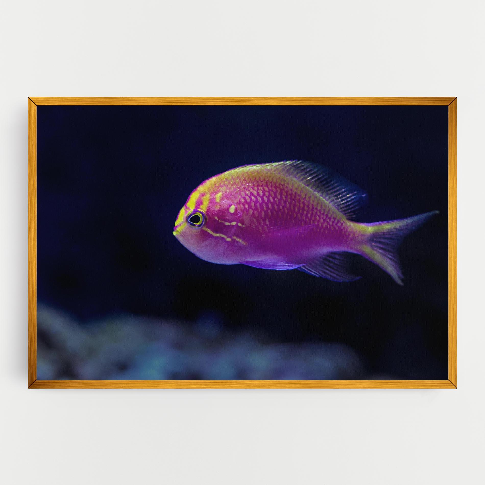 Tablou Canvas Angry Pink Fish mockup 0