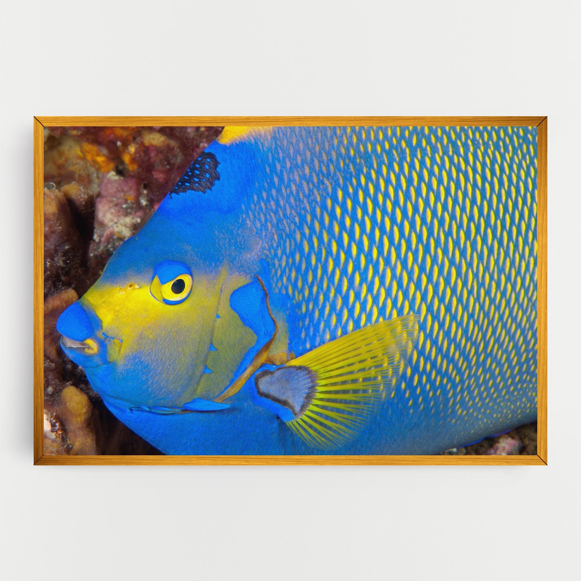 Blue Yellow Fish mockup 0