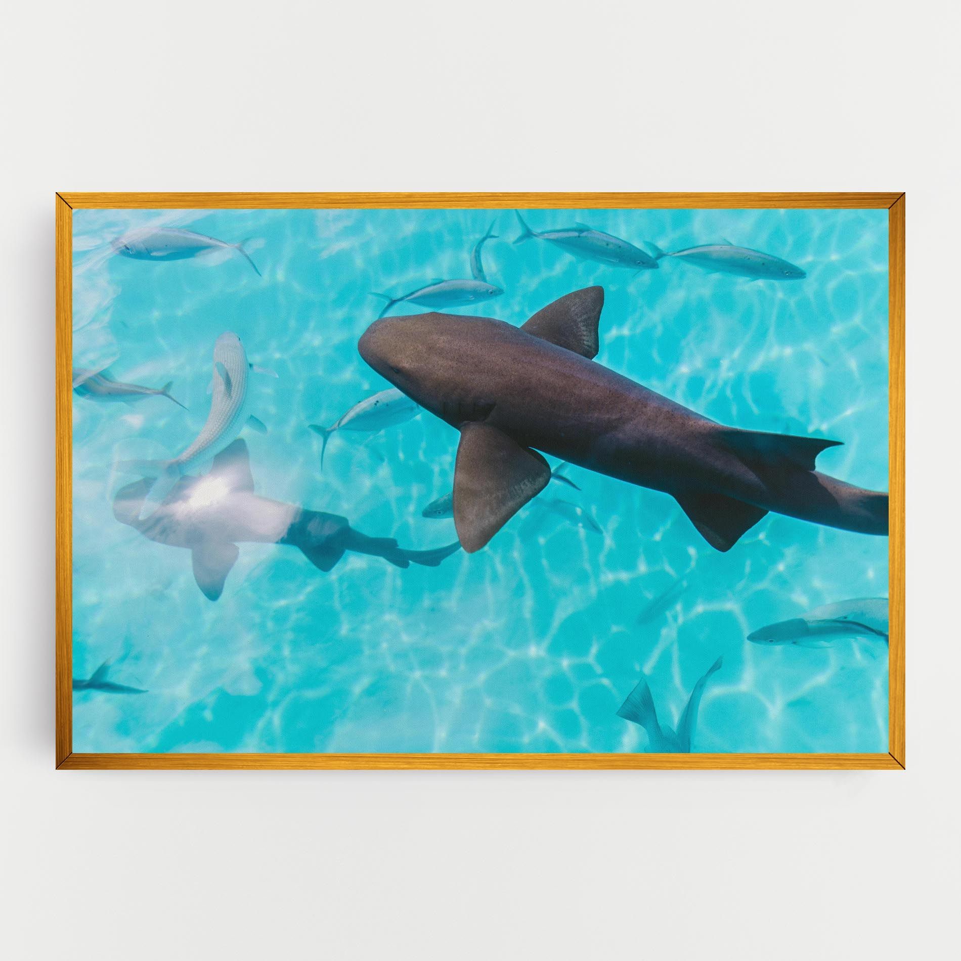Pretty Shark mockup 0