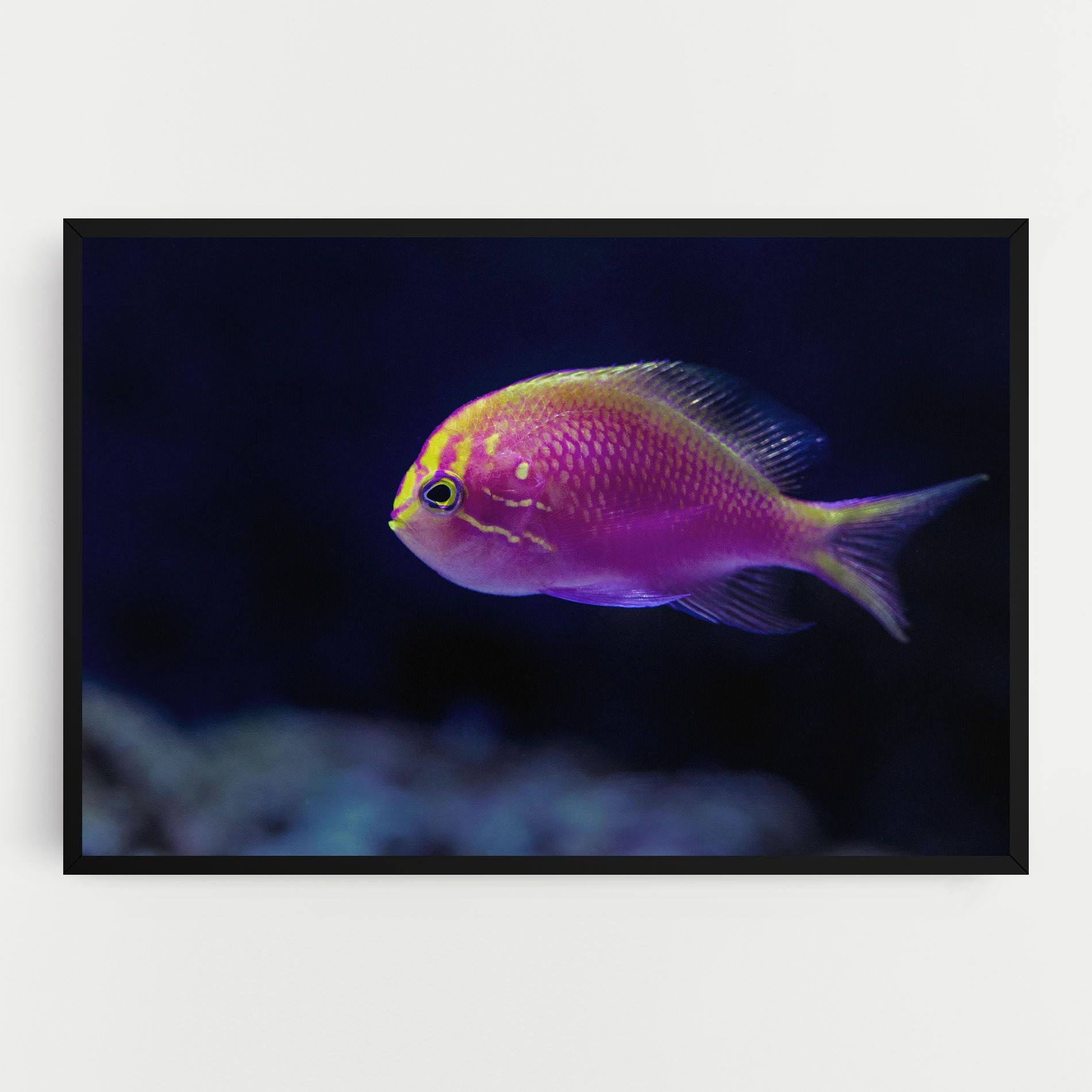 Angry Pink Fish mockup 0