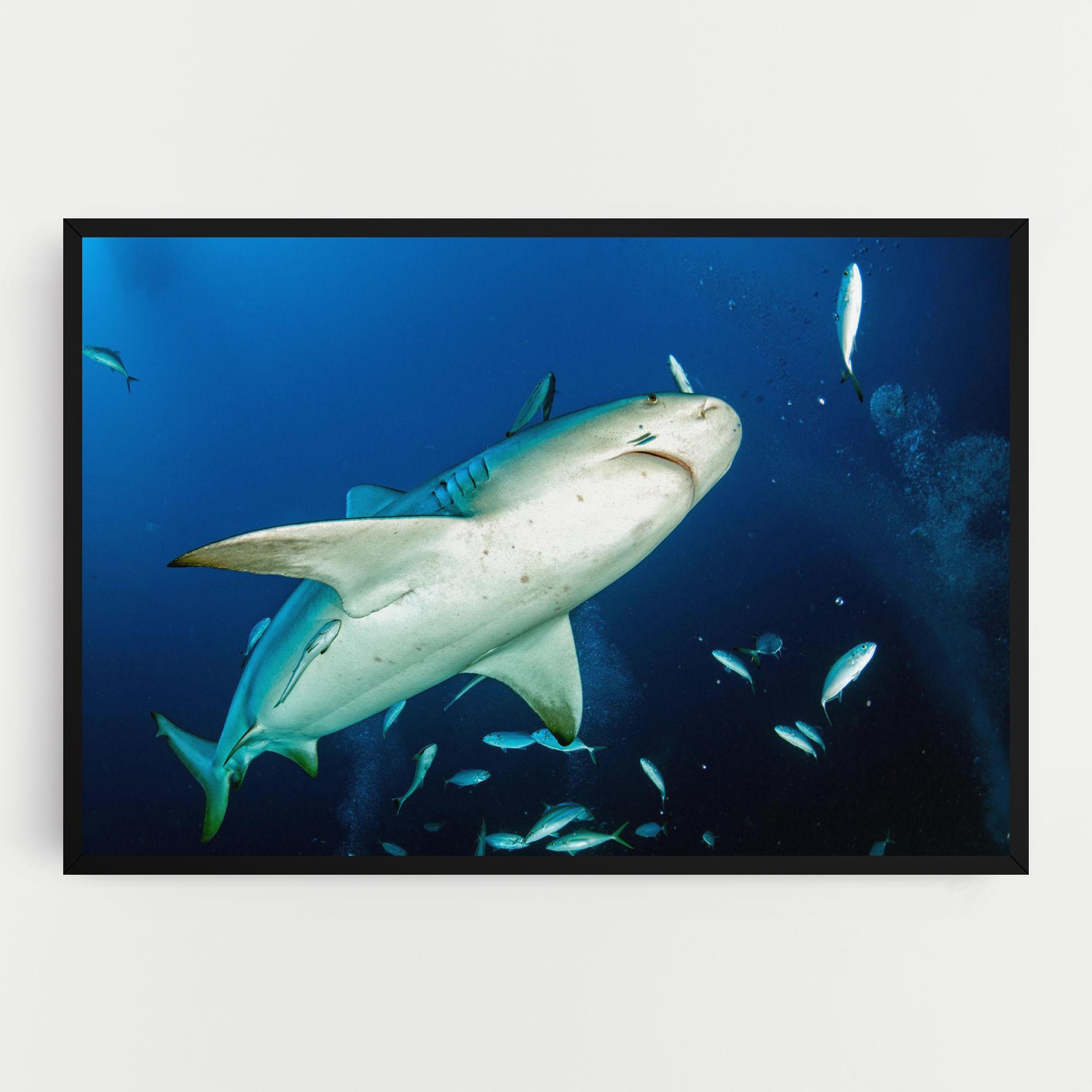 Tablou Canvas Bull Shark mockup 0