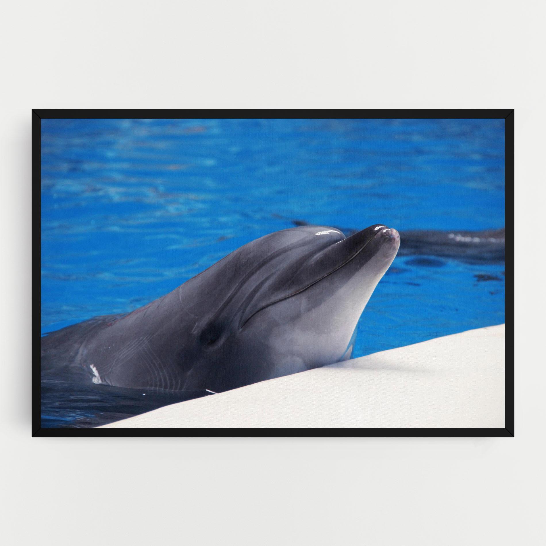 Tablou Canvas Cute Dolphin mockup 0
