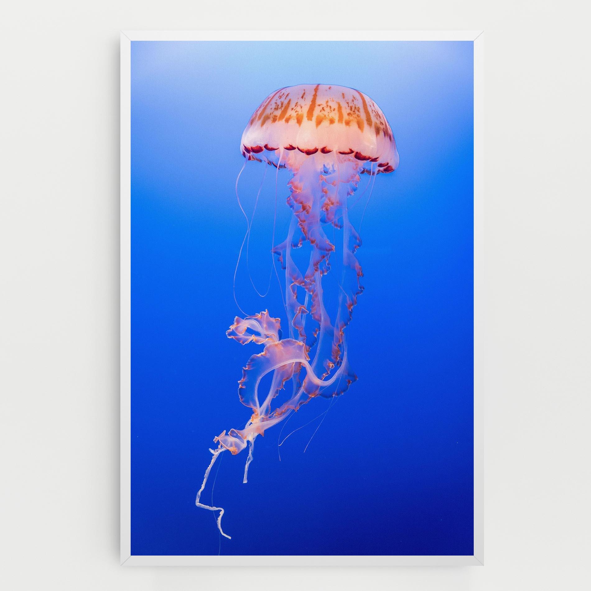 Tablou Canvas Pretty White Jellyfish mockup 0
