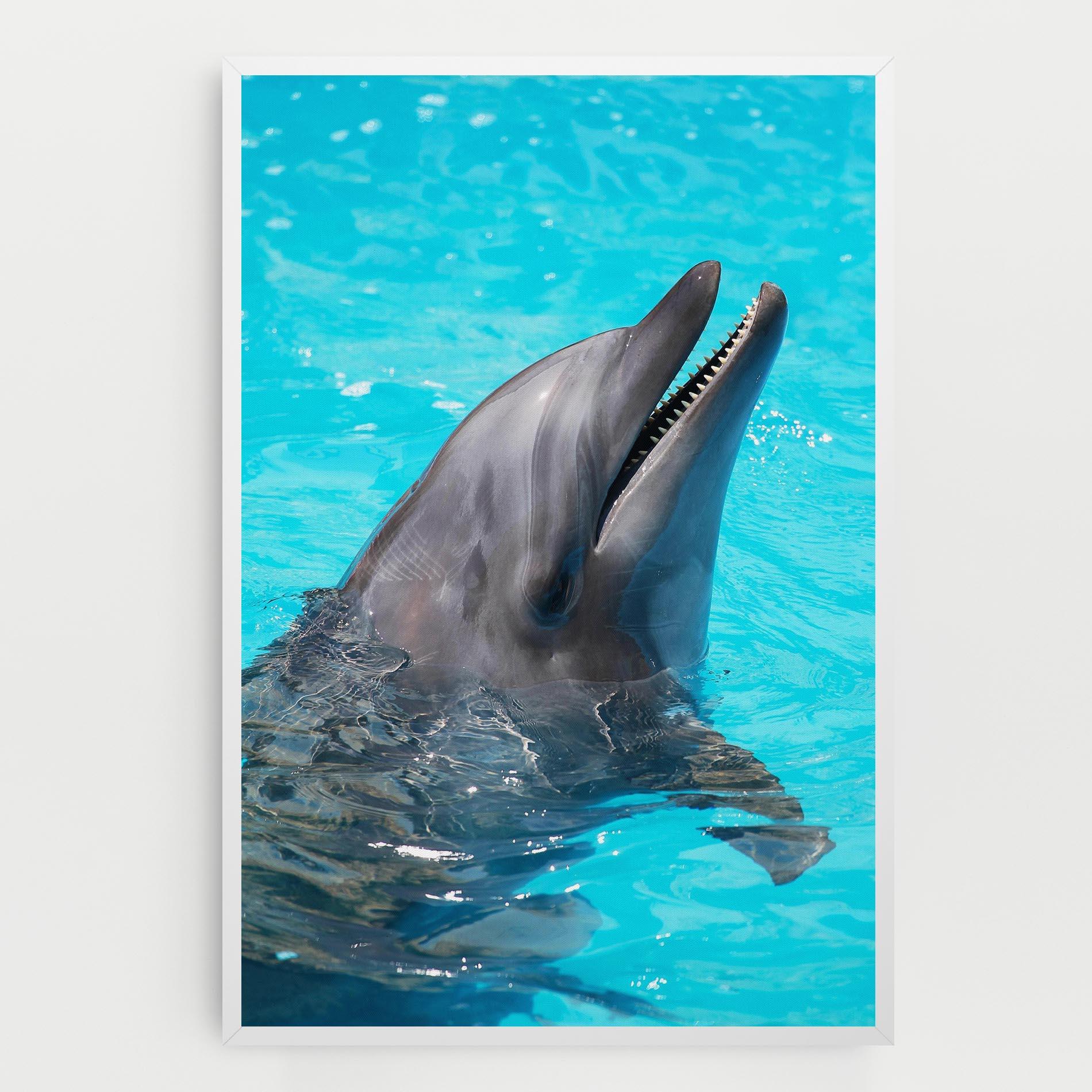 Tablou Canvas Trained Dolphin mockup 0