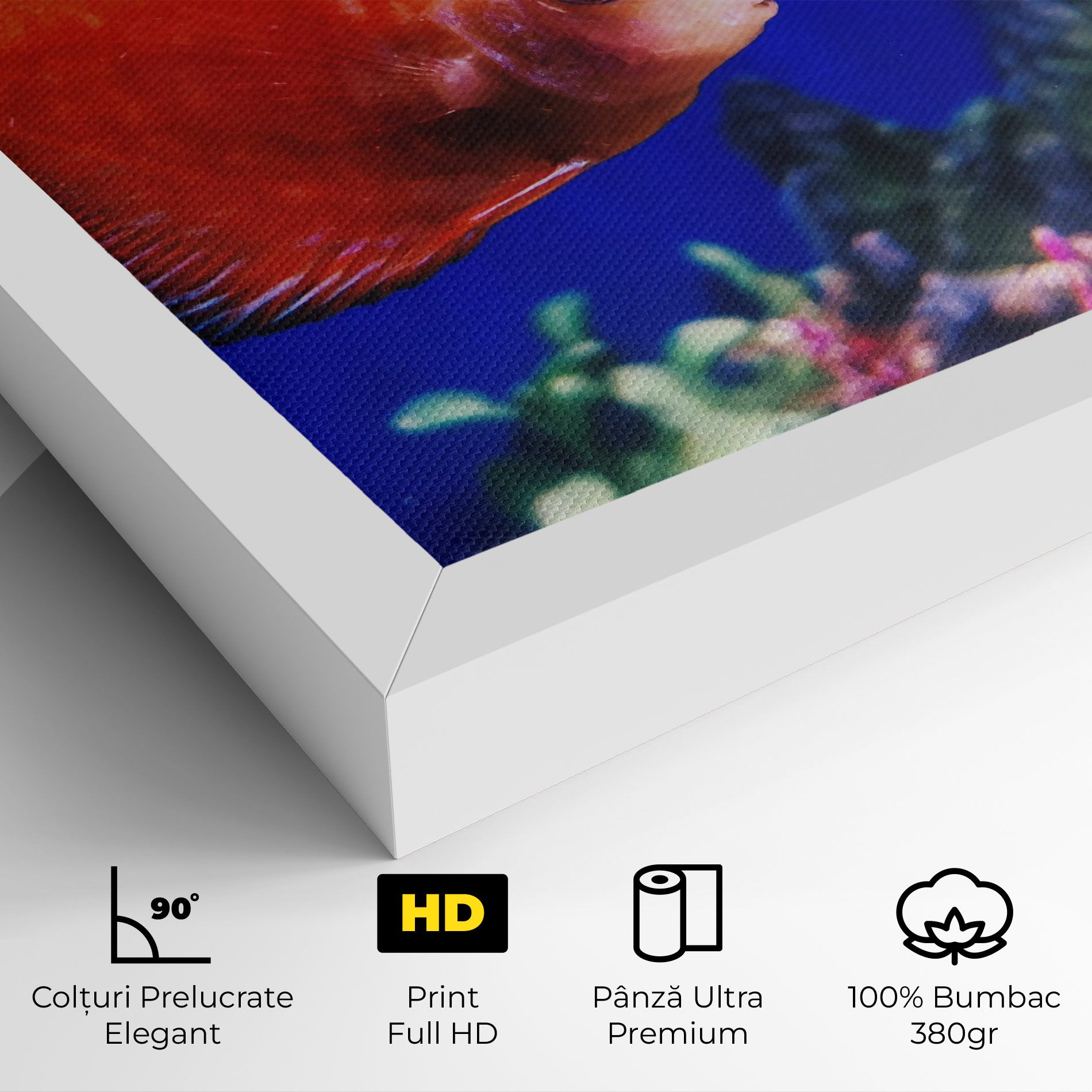 Pretty Orange Fish mockup 4