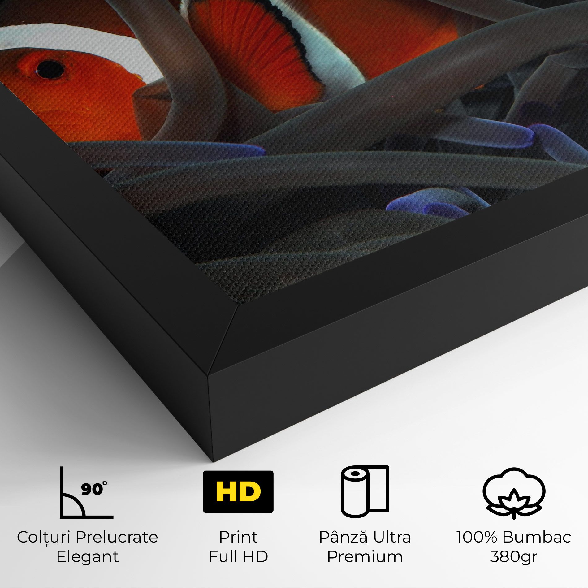Nemo Hiding mockup 4