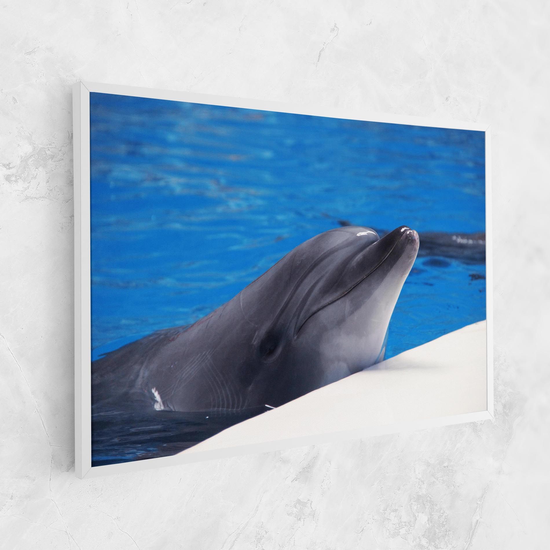 Cute Dolphin mockup 1