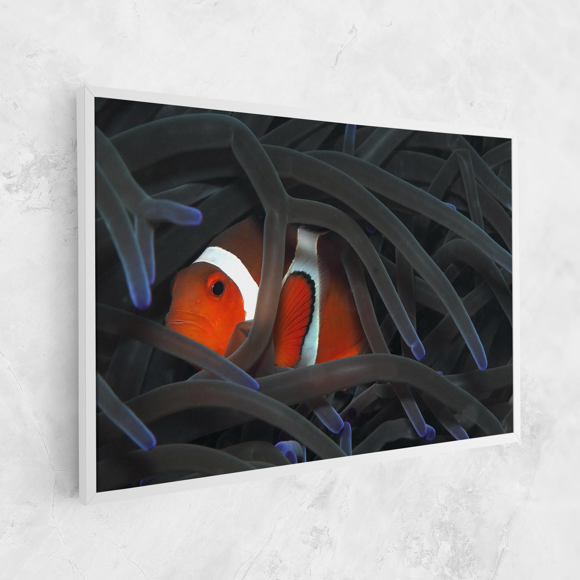 Nemo Hiding mockup 1