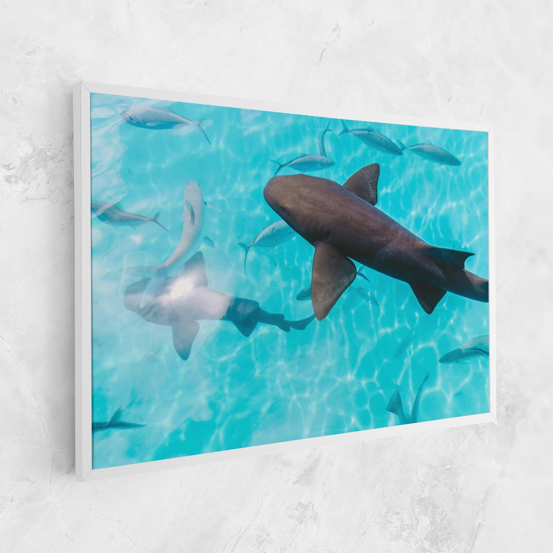 Pretty Shark mockup 1