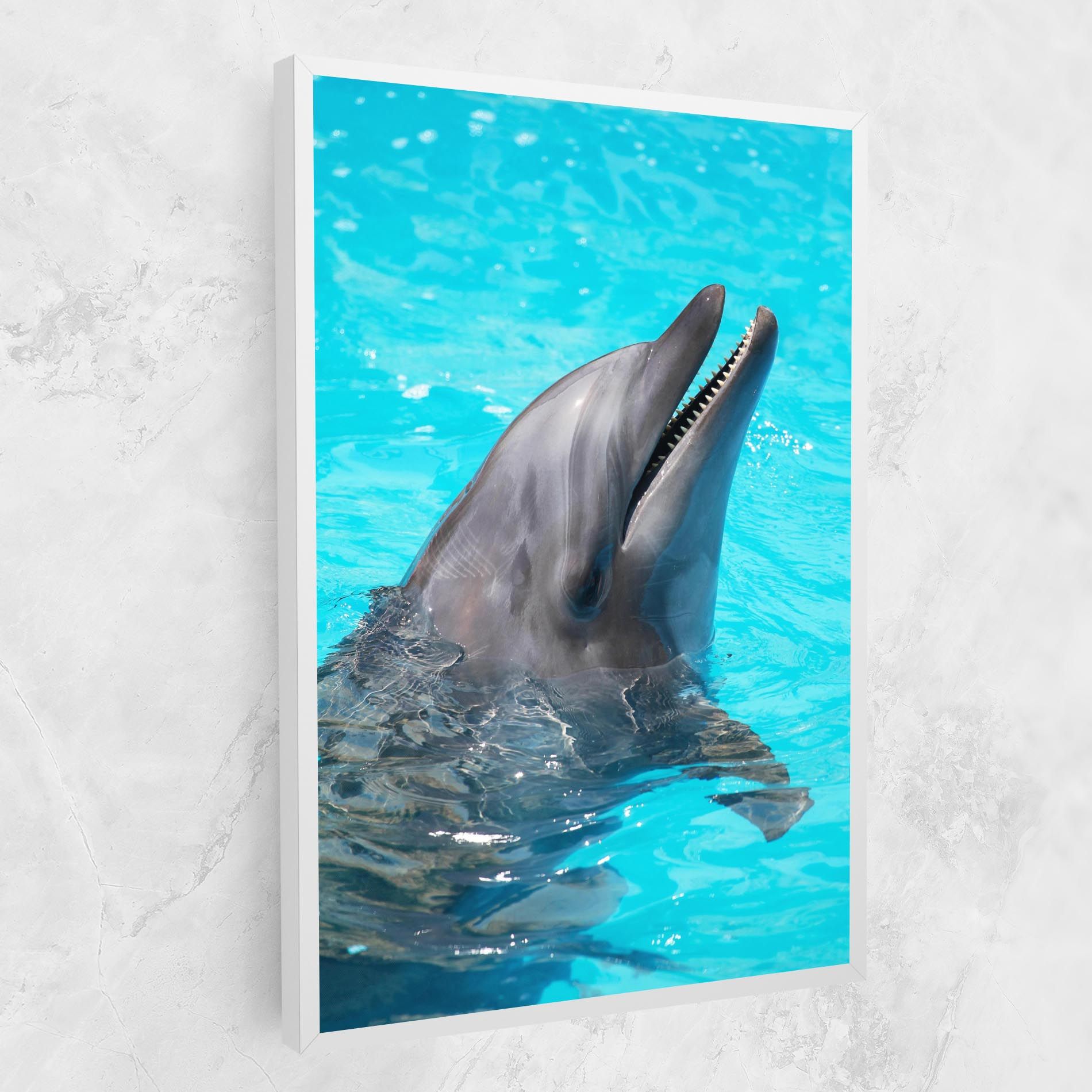 Trained Dolphin mockup 1