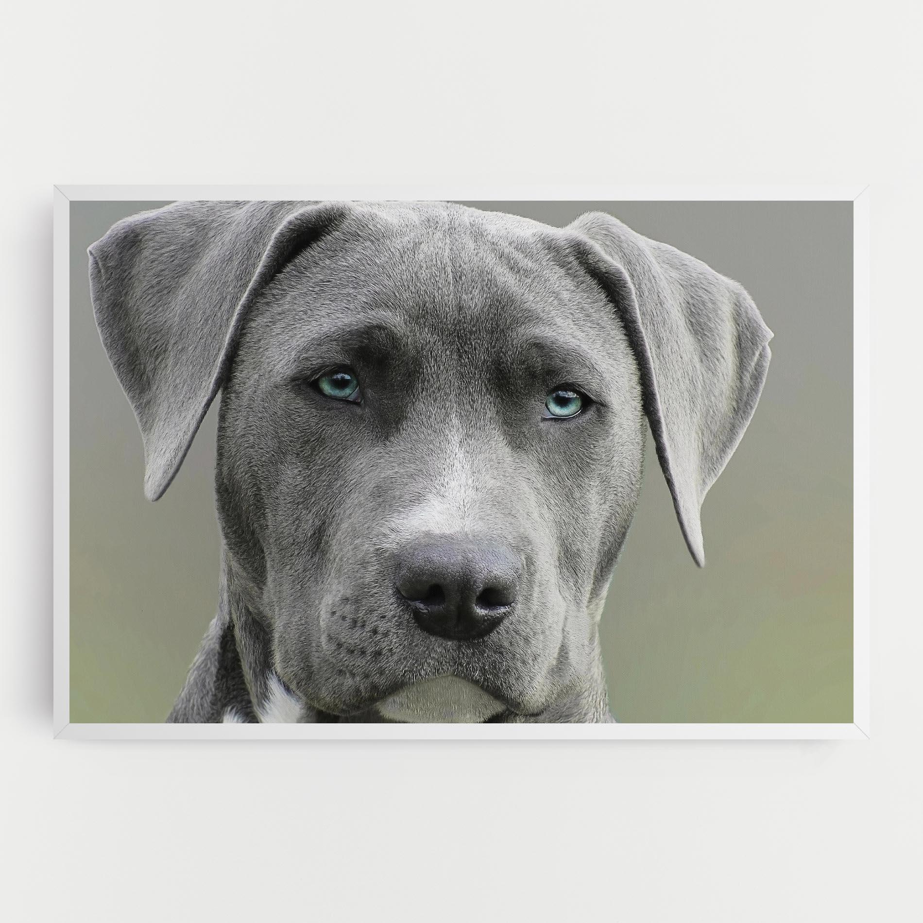 Tablou Canvas Blue Eyes Dog mockup 0