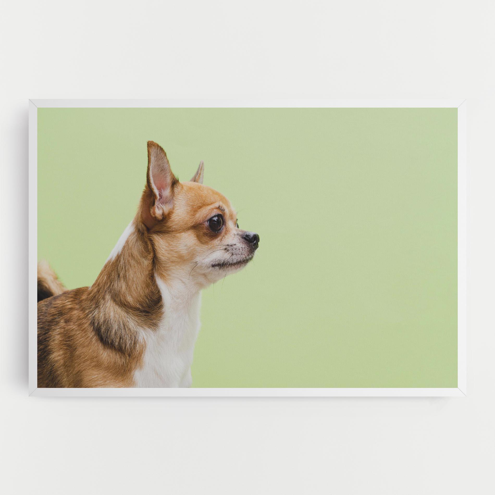 Tablou Canvas Chihuahua Dog mockup 0