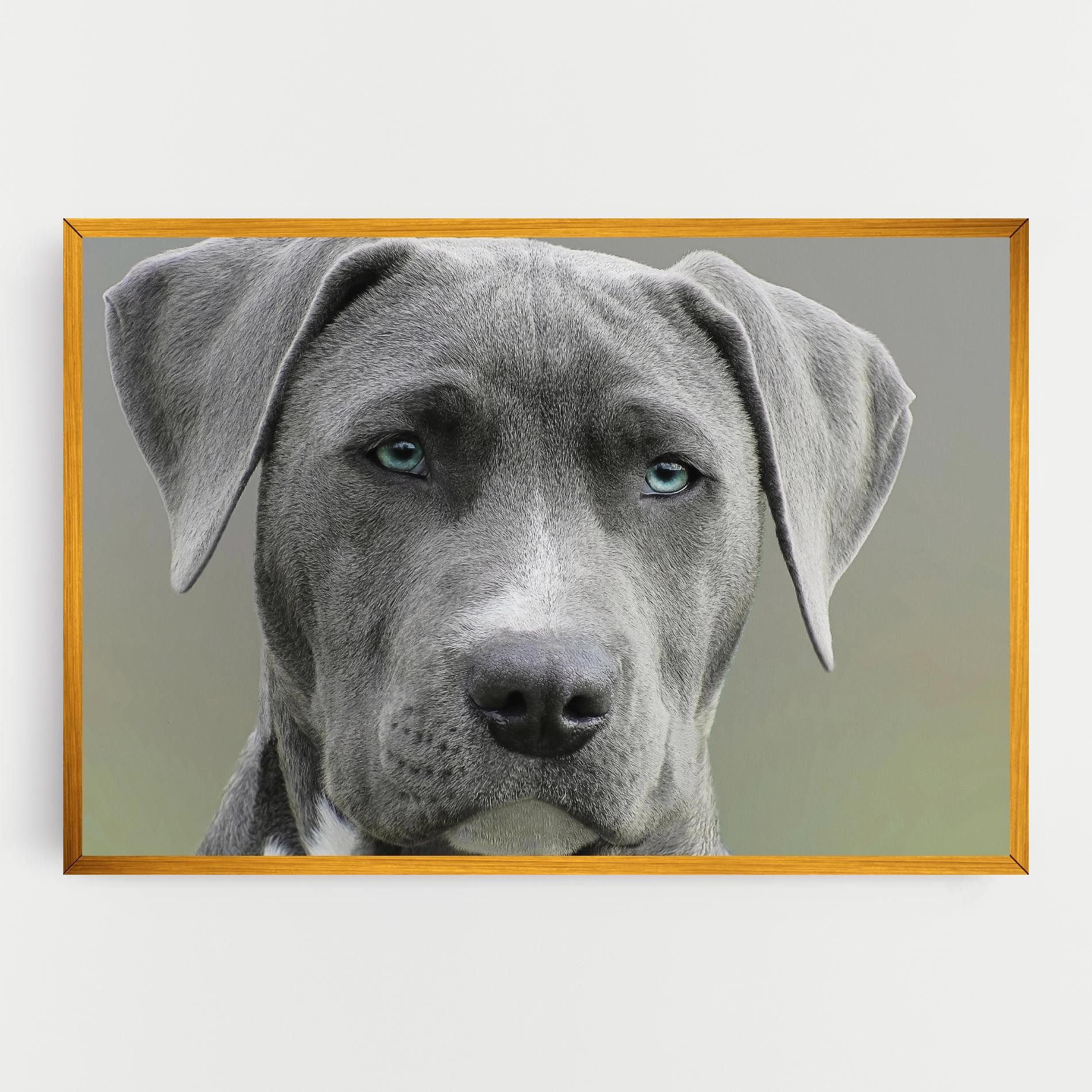 Blue Eyes Dog mockup 0