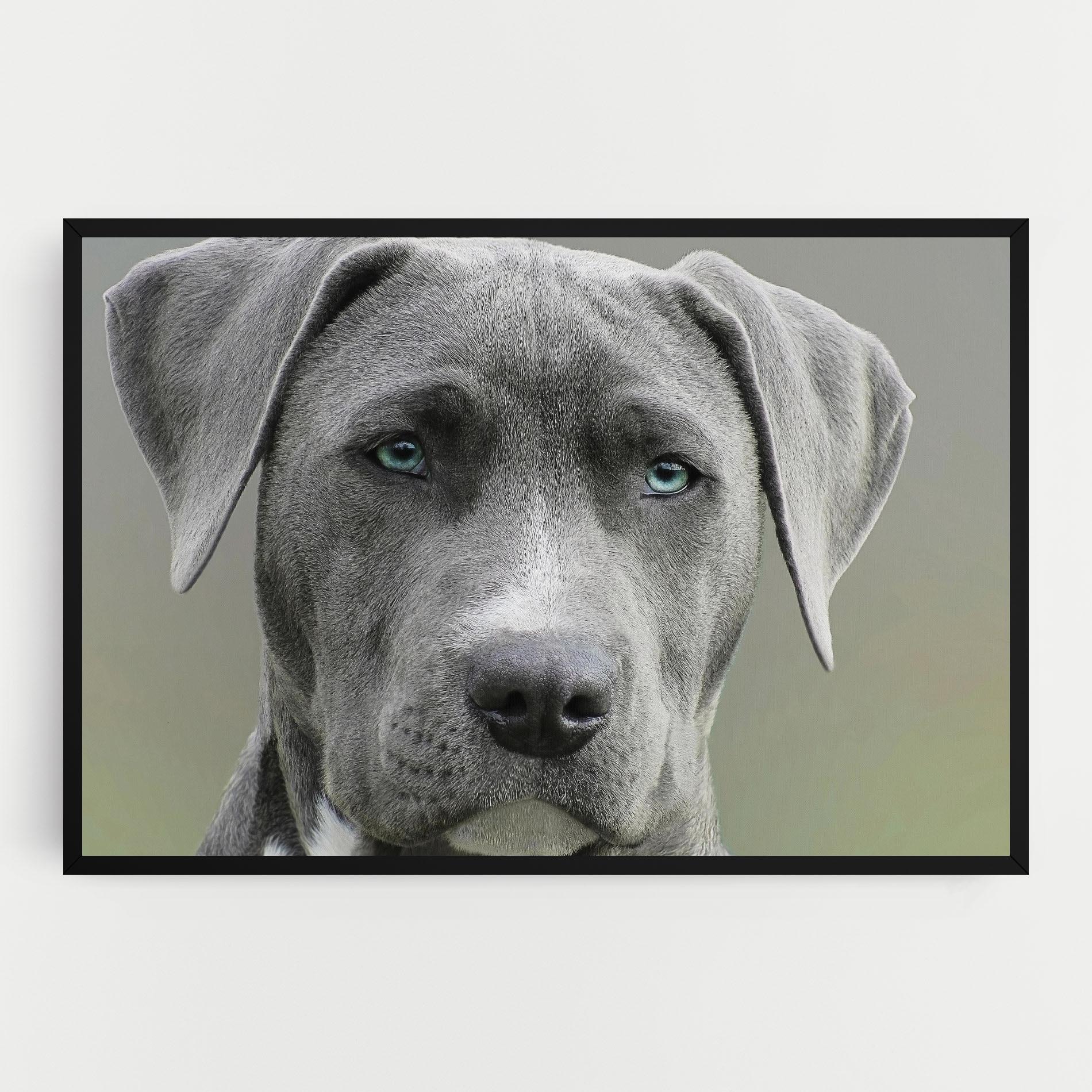 Tablou Canvas Blue Eyes Dog mockup 0