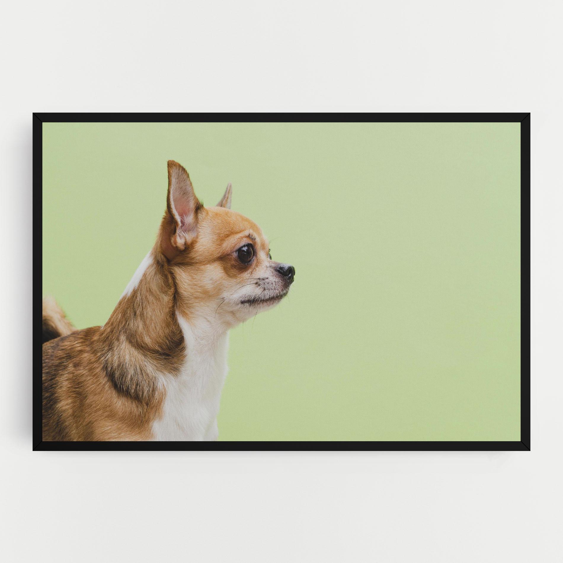 Tablou Canvas Chihuahua Dog mockup 0